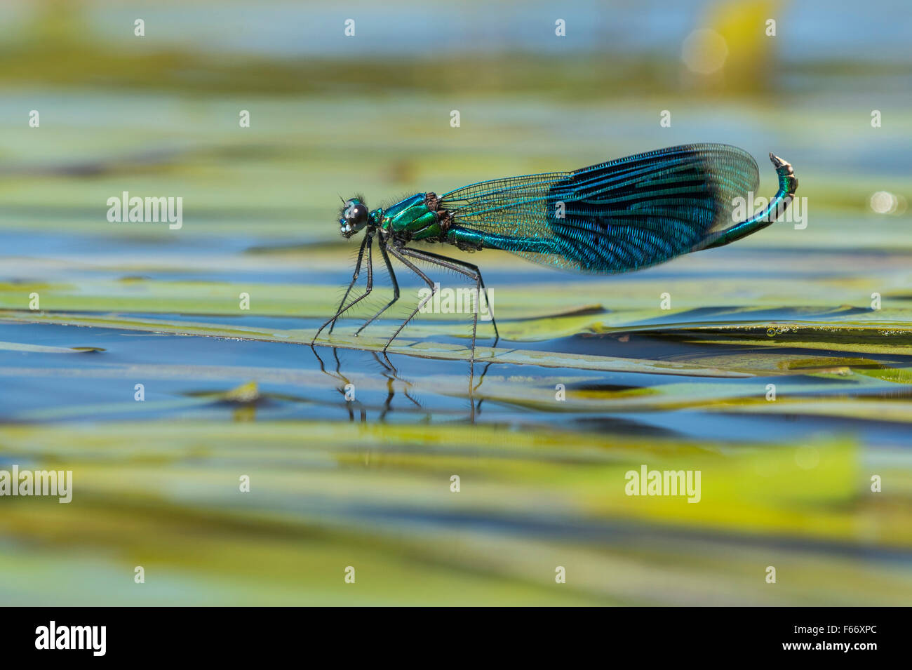 Gebänderten Prachtlibelle Calopteryx splendens Stockfoto