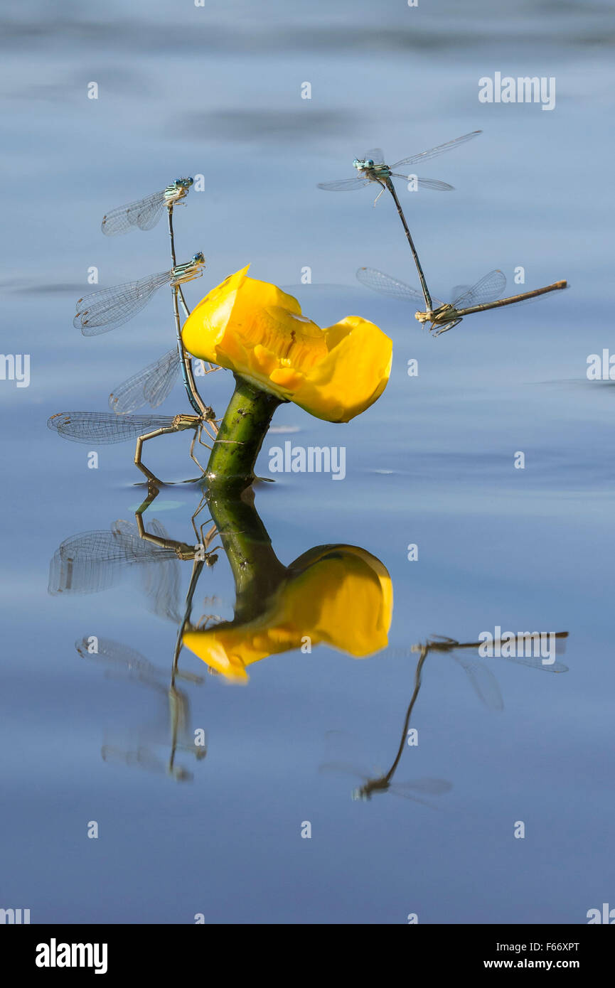 weiß-beinigen Libellen, Platycnemis Pennipes, Paarung Stockfoto