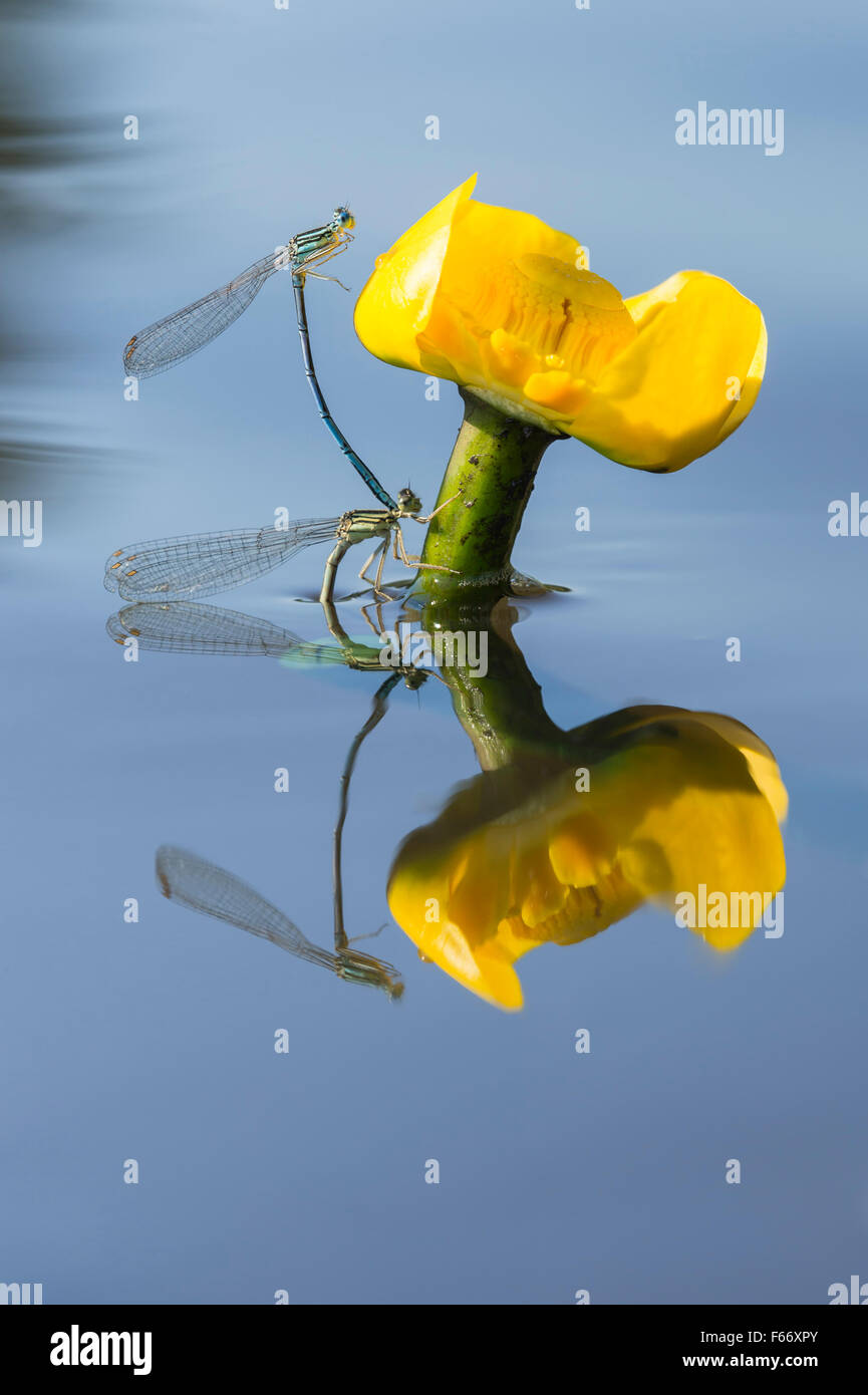 weiß-beinigen Libellen, Platycnemis Pennipes, Paarung Stockfoto