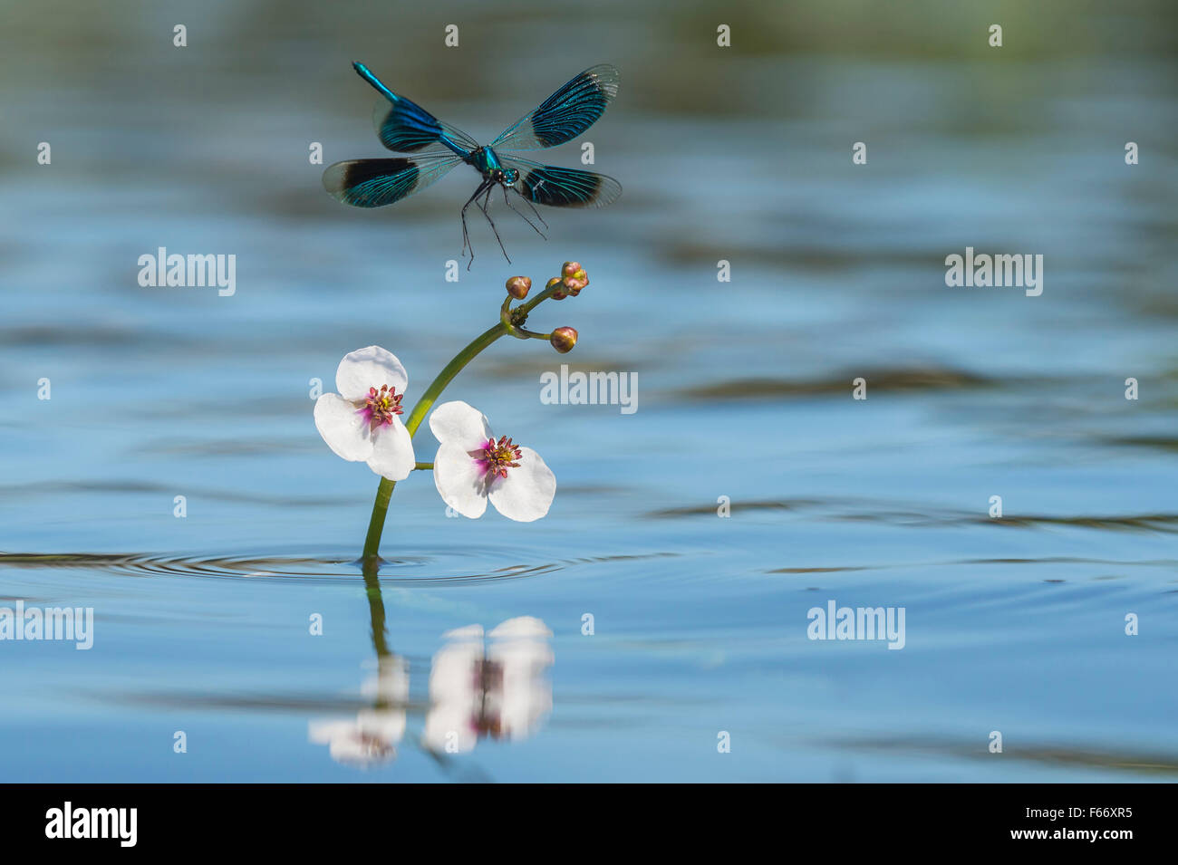 Gebänderten Prachtlibelle Calopteryx splendens Stockfoto