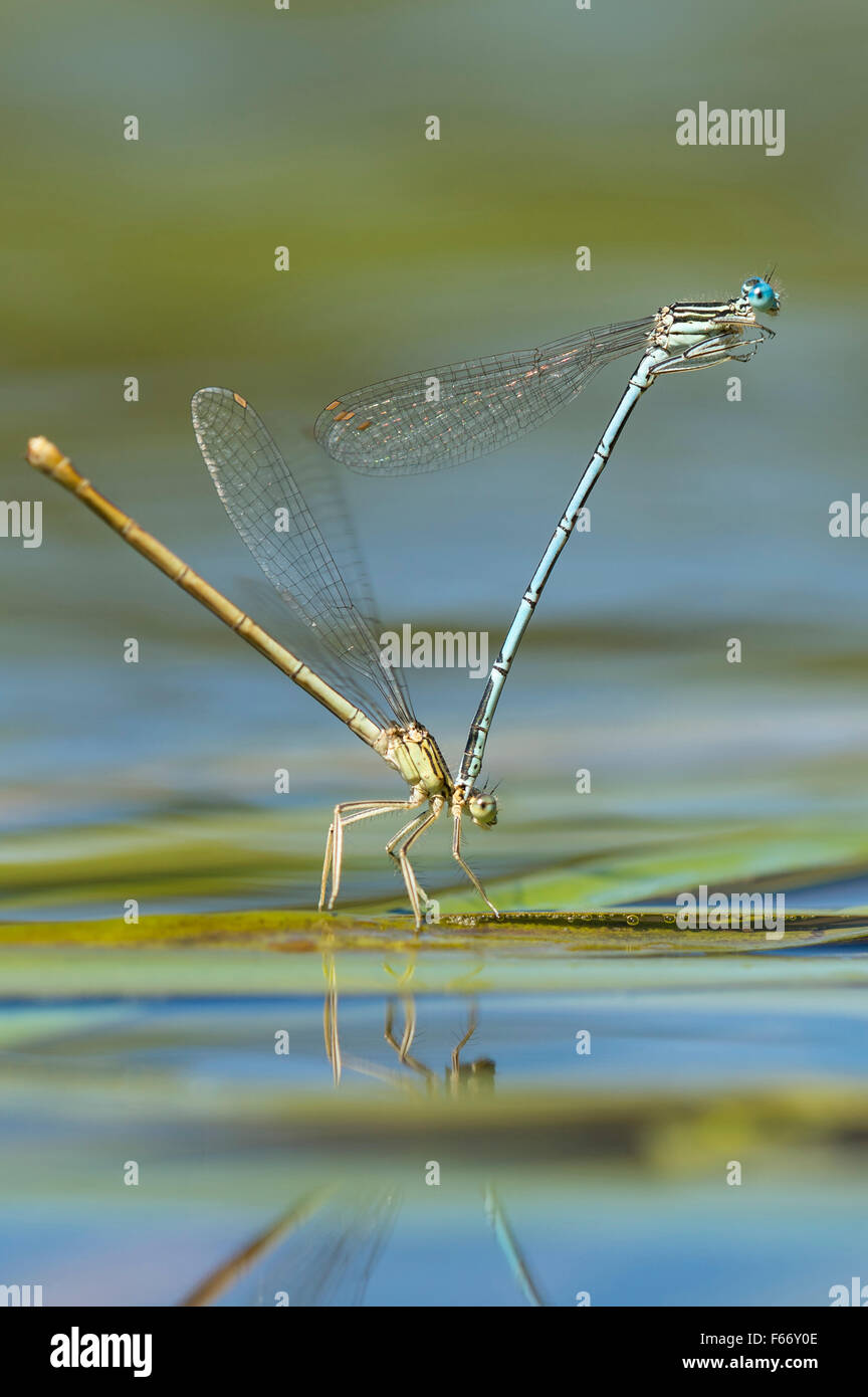 weiß-beinigen Libellen, Platycnemis Pennipes, Paarung Stockfoto