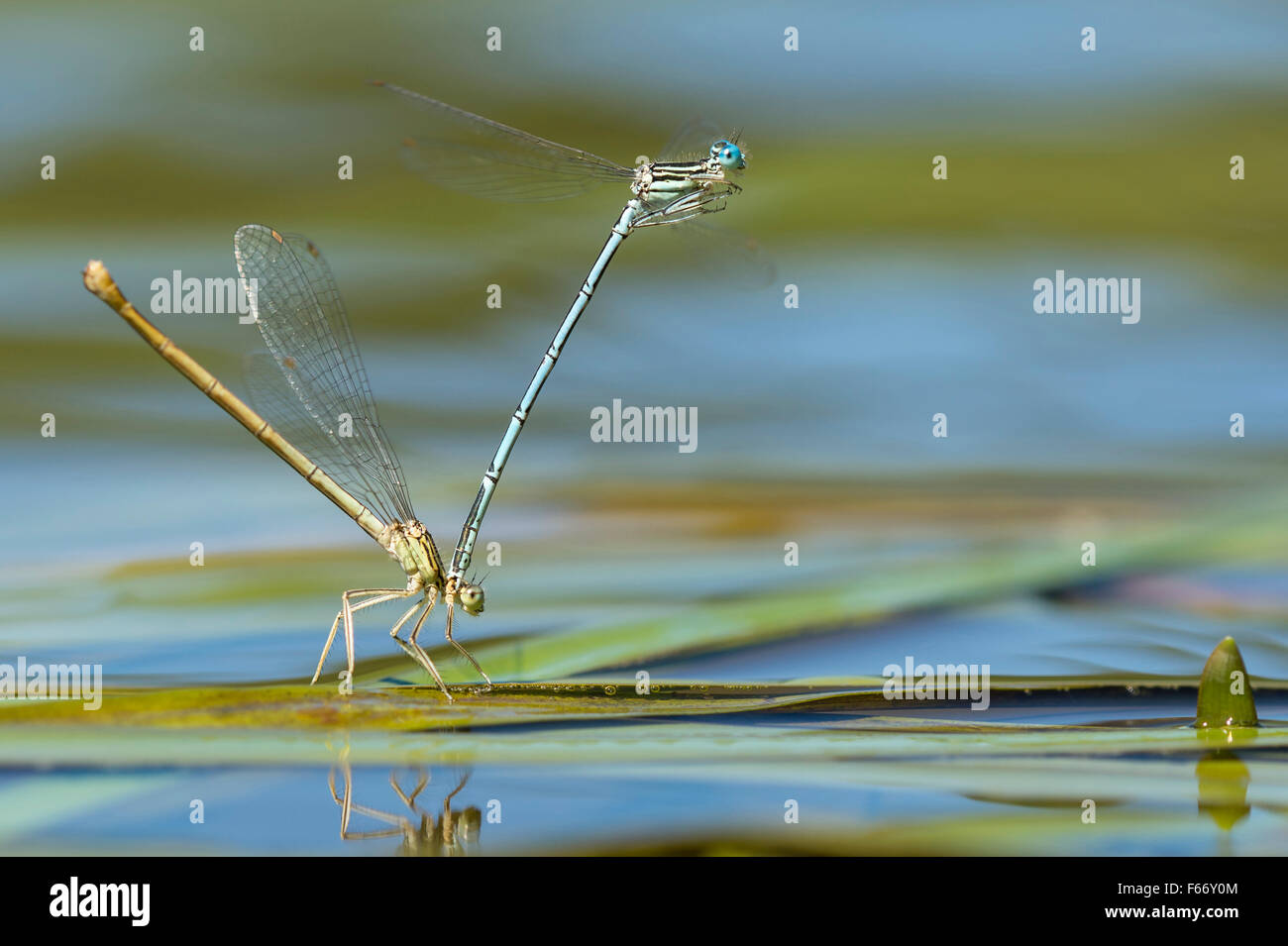 weiß-beinigen Libellen, Platycnemis Pennipes, Paarung Stockfoto