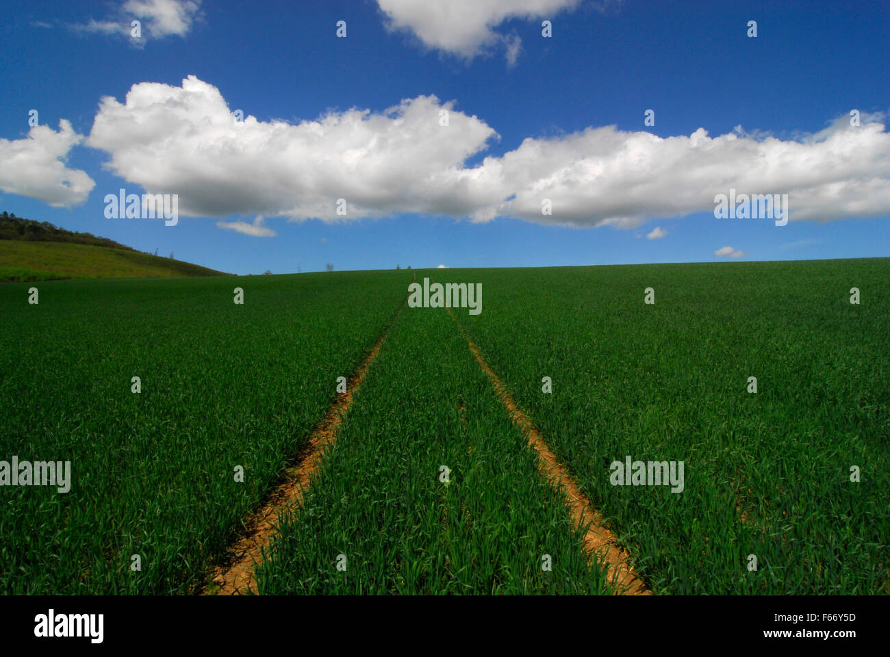 Pfad im Feld, grün, Frühling, geraden Weg Stockfoto