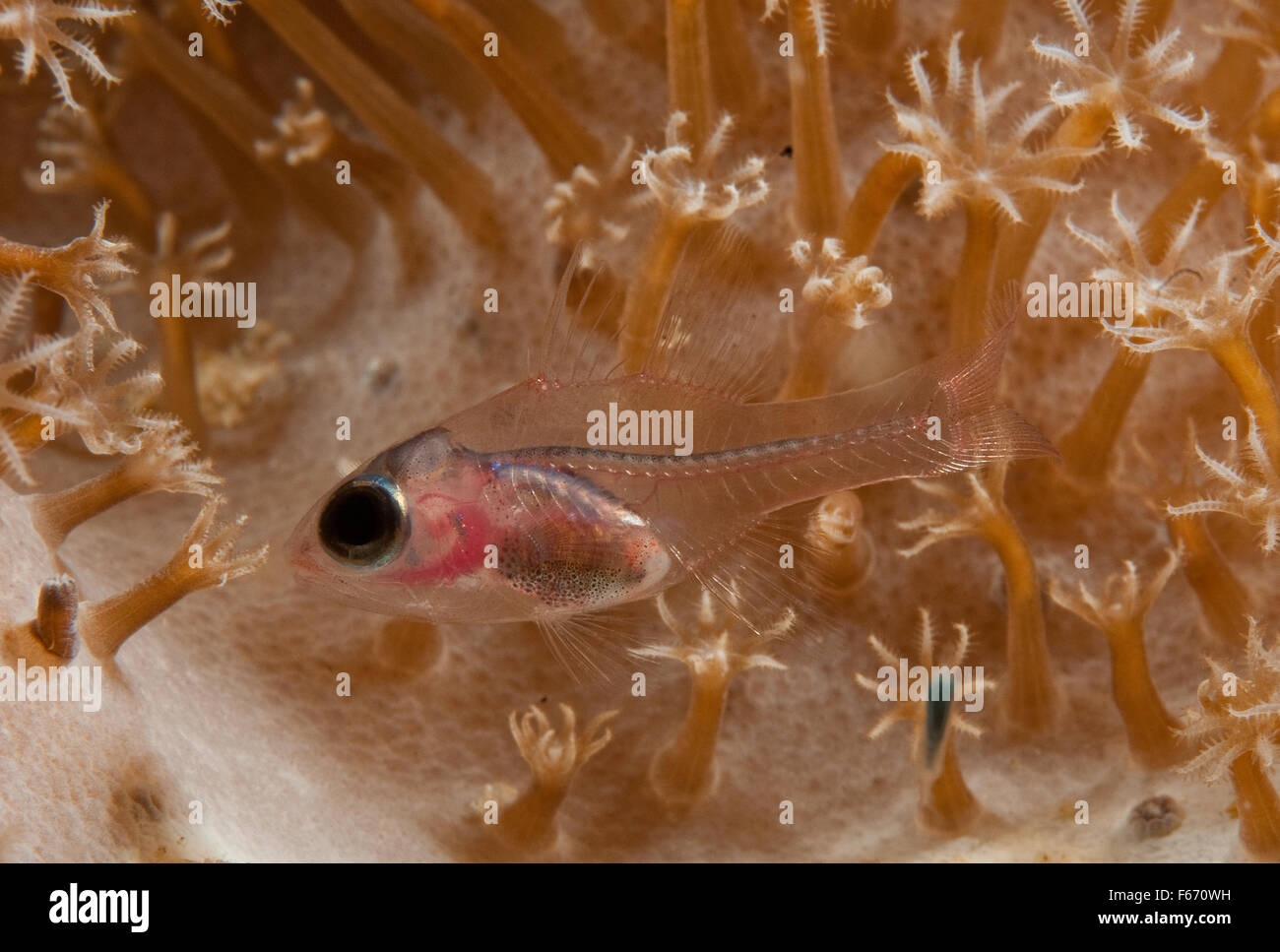 Nacht Kardinalbarschen (Apogon Doryssa) zwischen Korallenpolypen im Pintu Barat, Karang Kaledupa Riff Osten Wakatobi National Park Stockfoto
