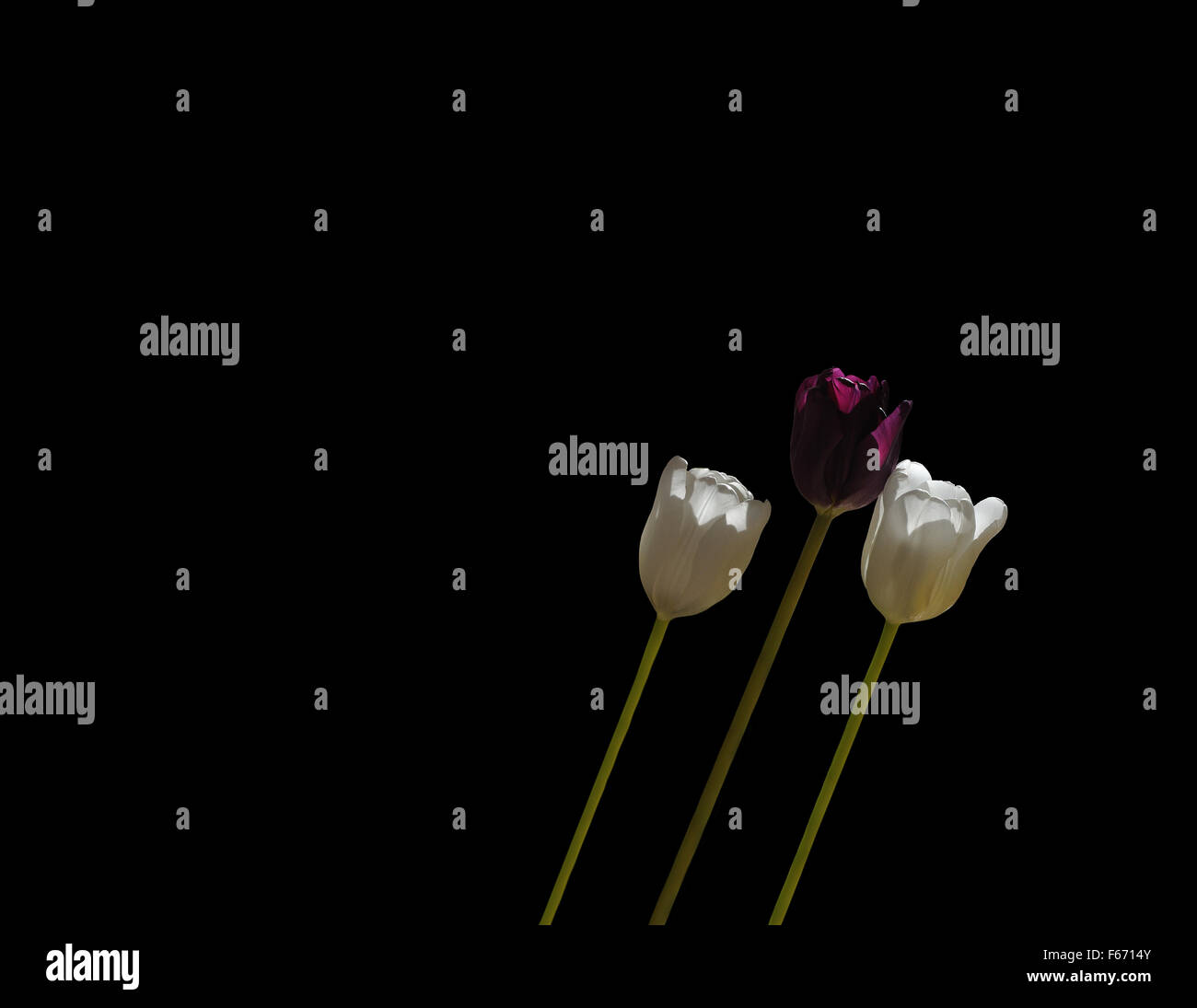 Drei Tulpen lehnen, zwei weiße und eine lila in der Mitte, isoliert auf schwarz Stockfoto