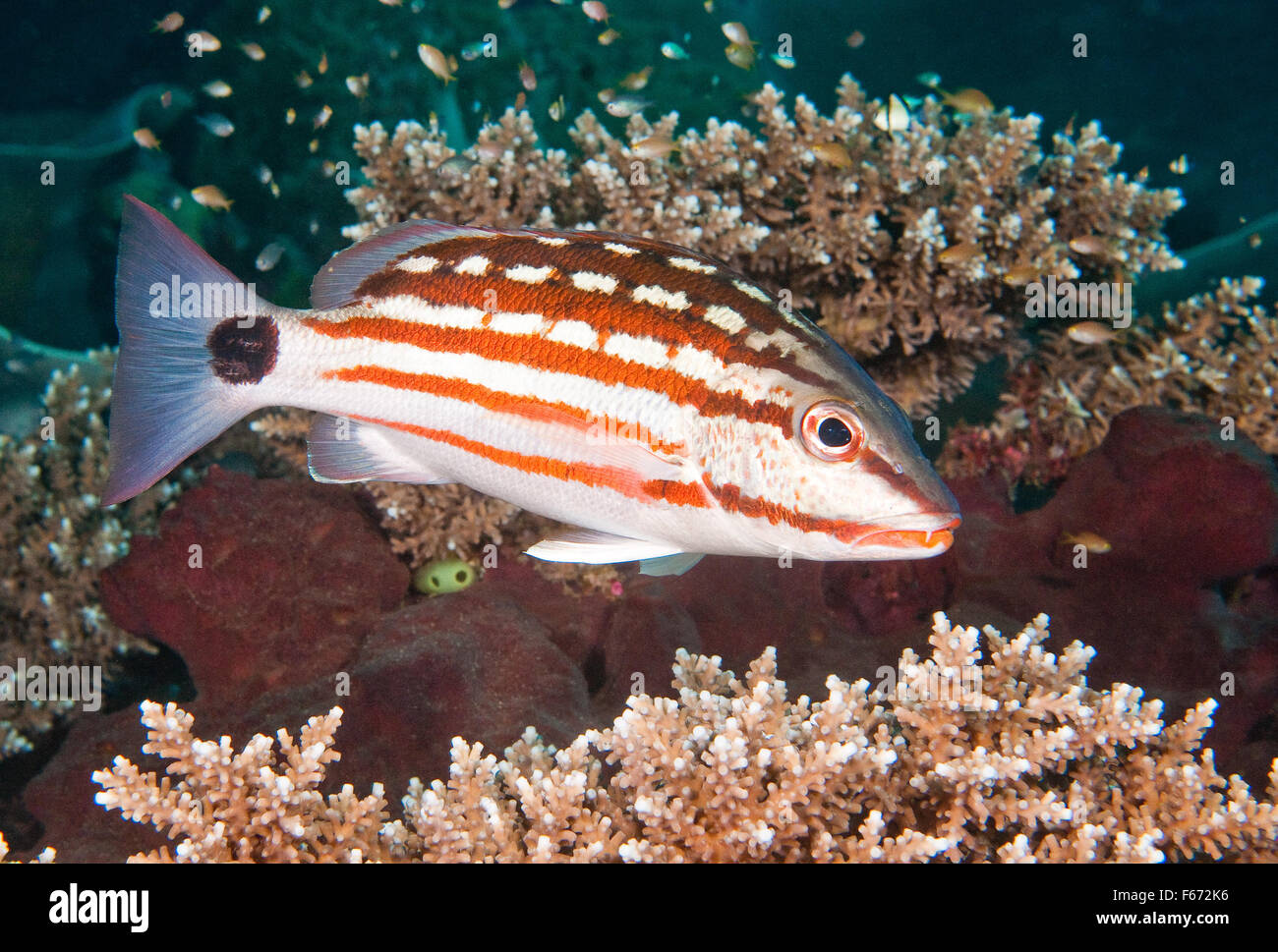 Checkered Snapper - Lutjanus decussatus Stockfoto