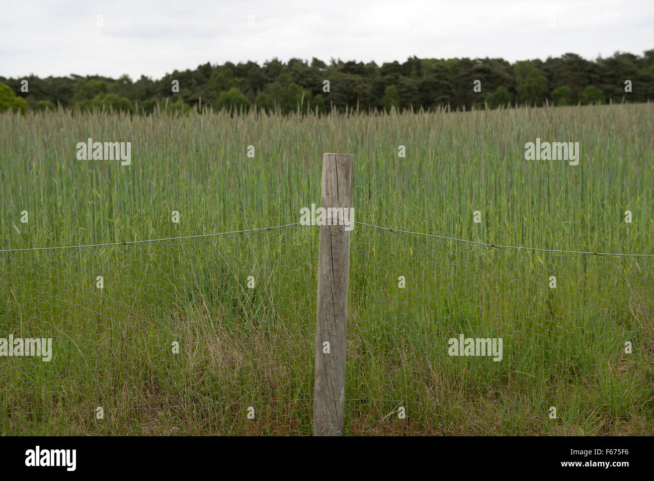 Anti-Tier Fechten Schutz eine Weizen-Getreide angebaut für Biogas, Sutton, Suffolk, UK. Stockfoto