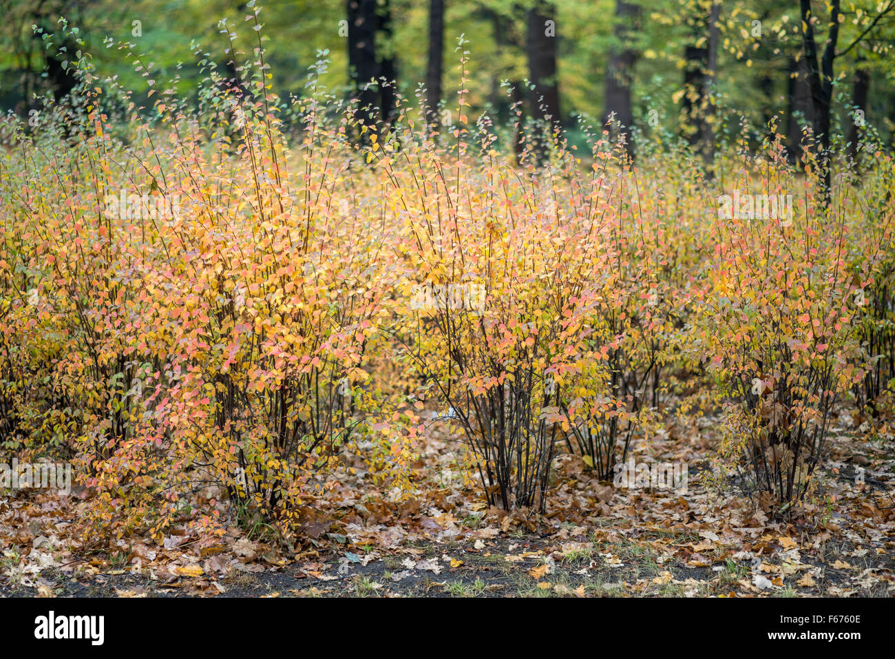 Spiraea Japonica bunten Herbst Herbstlaub Stockfoto