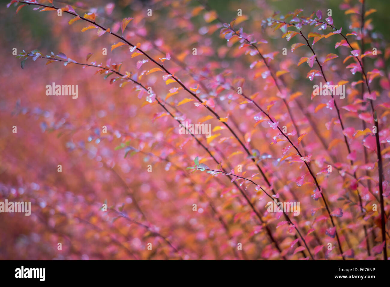 Spiraea Japonica bunten Herbst Herbstlaub Stockfoto