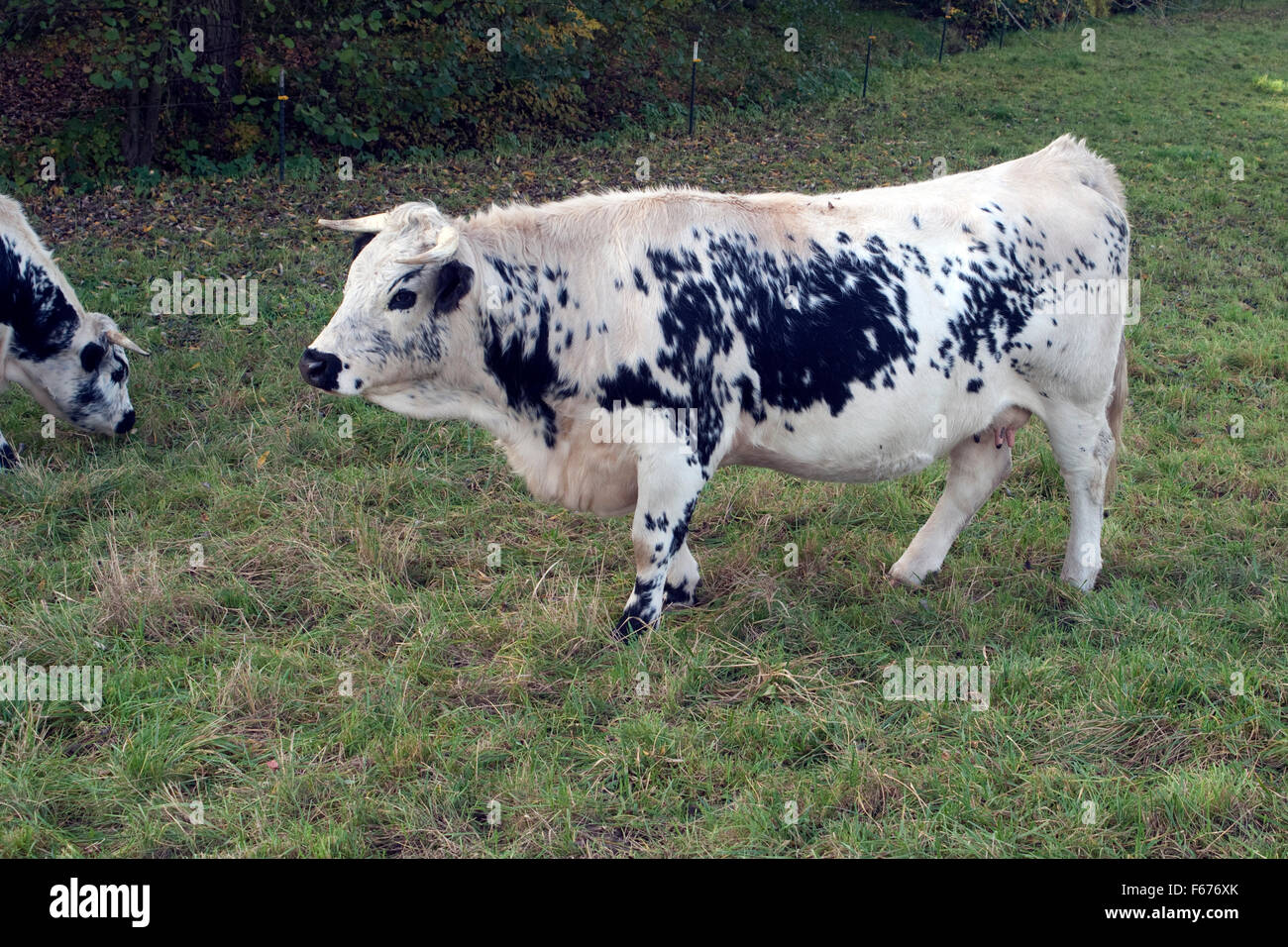 Pustertaler Schecken, Rinde Stockfoto