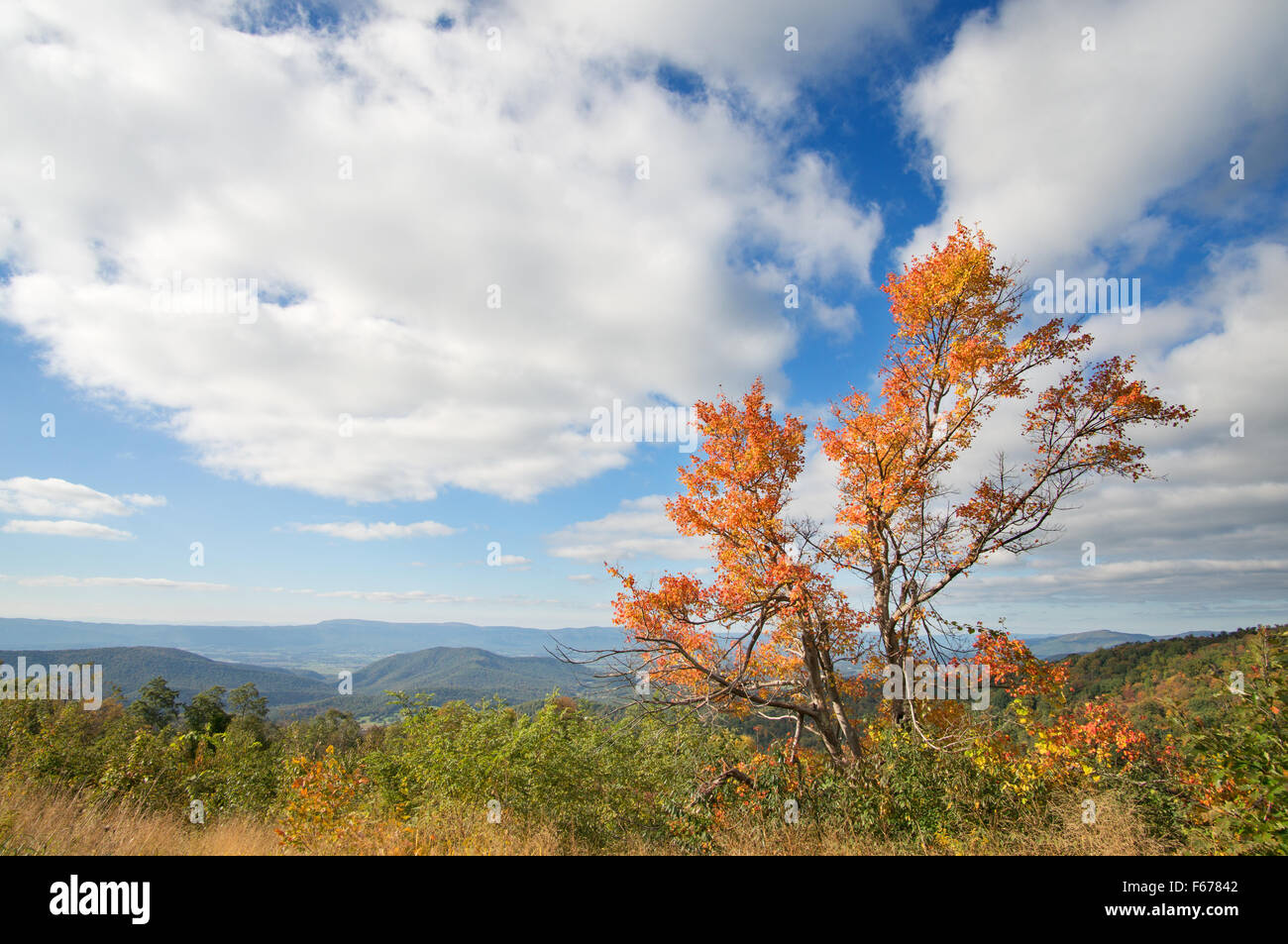 Baum mit Herbstlaub Skyline Drive, Shenandoah-Nationalpark, Virginia, USA Stockfoto