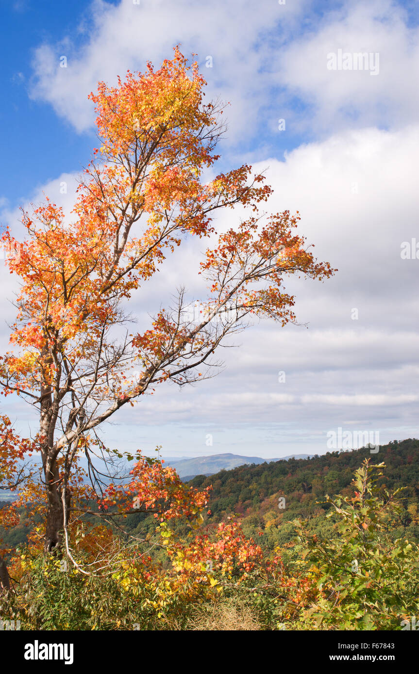 Baum mit Herbstlaub Skyline Drive, Shenandoah-Nationalpark, Virginia, USA Stockfoto