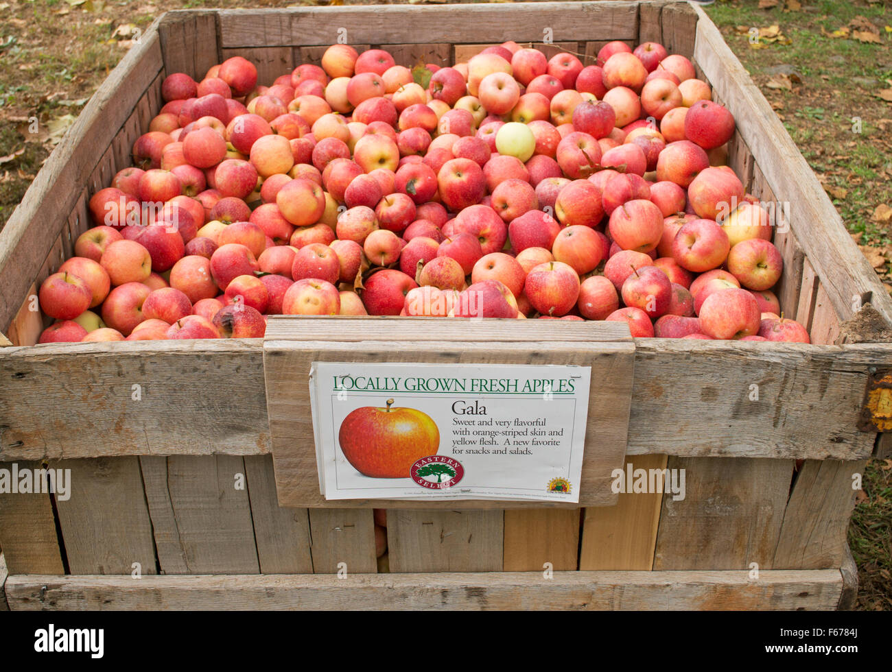 Kiste von lokal angebauten Gala Äpfeln in Graves' Mountain Apple Erntefest, Virginia, USA Stockfoto