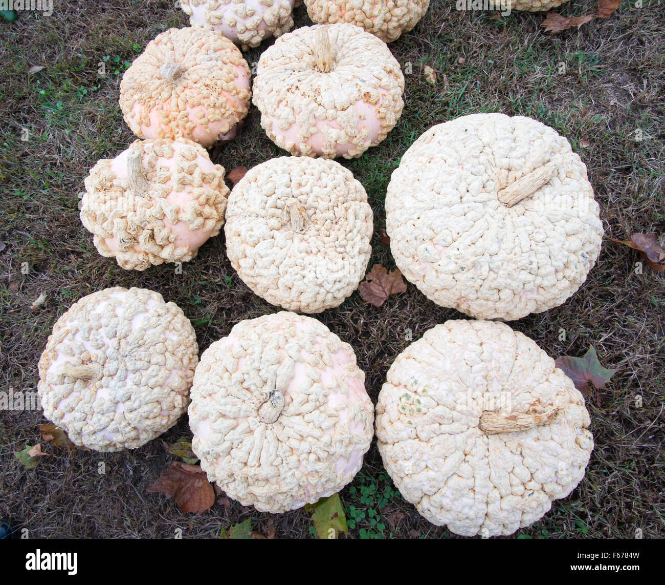 Weiße warzige Kürbisse oder Kürbisse in Graves' Mountain Apple Erntefest, Virginia, USA Stockfoto