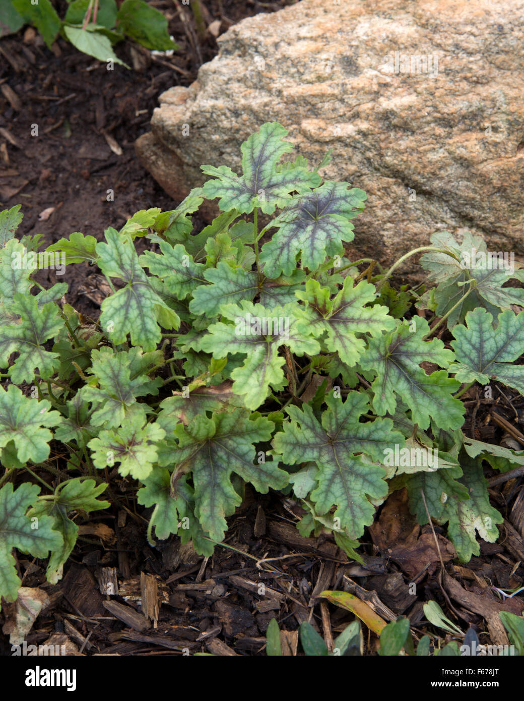 Heucherella Wandteppich Stockfoto