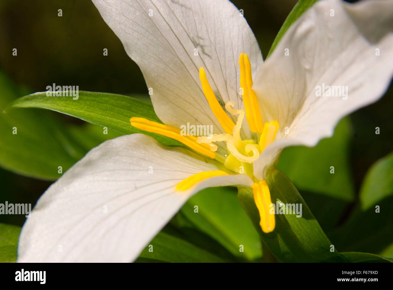 Trillium, Tryon Creek State Park, Oregon Stockfoto