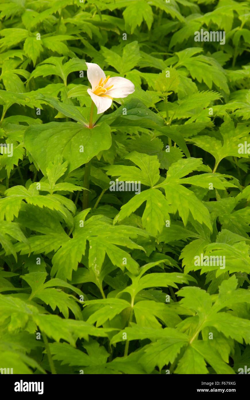 Trillium, Tryon Creek State Park, Oregon Stockfoto