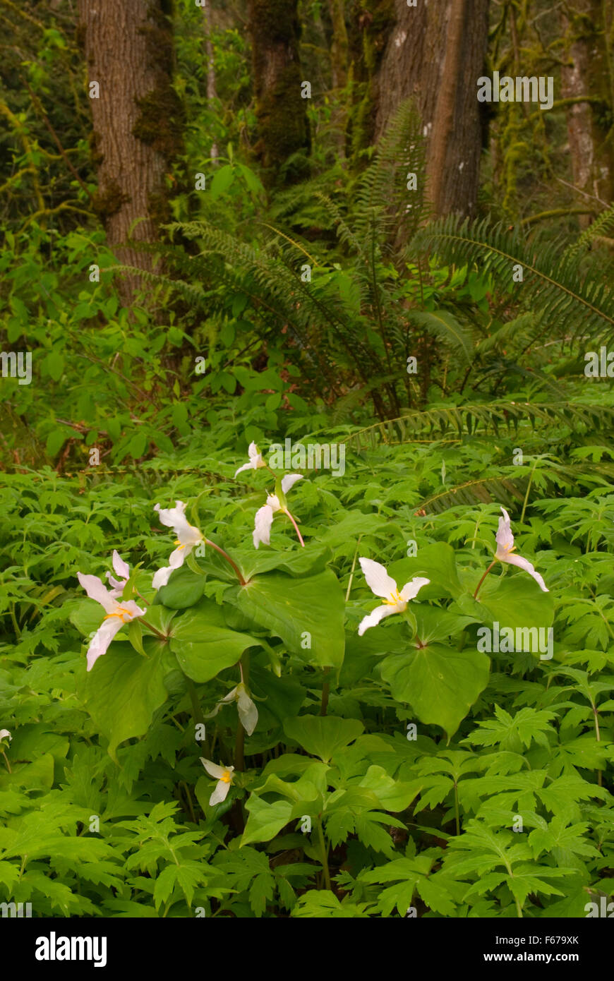 Trillium, Tryon Creek State Park, Oregon Stockfoto