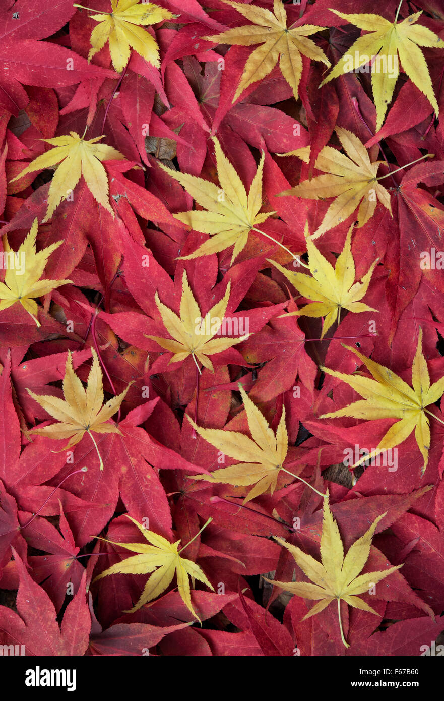 Acer lässt. Japanischer Ahornblätter Farbwechsel im Herbst. Gelb und rot Acer Blattmuster Stockfoto