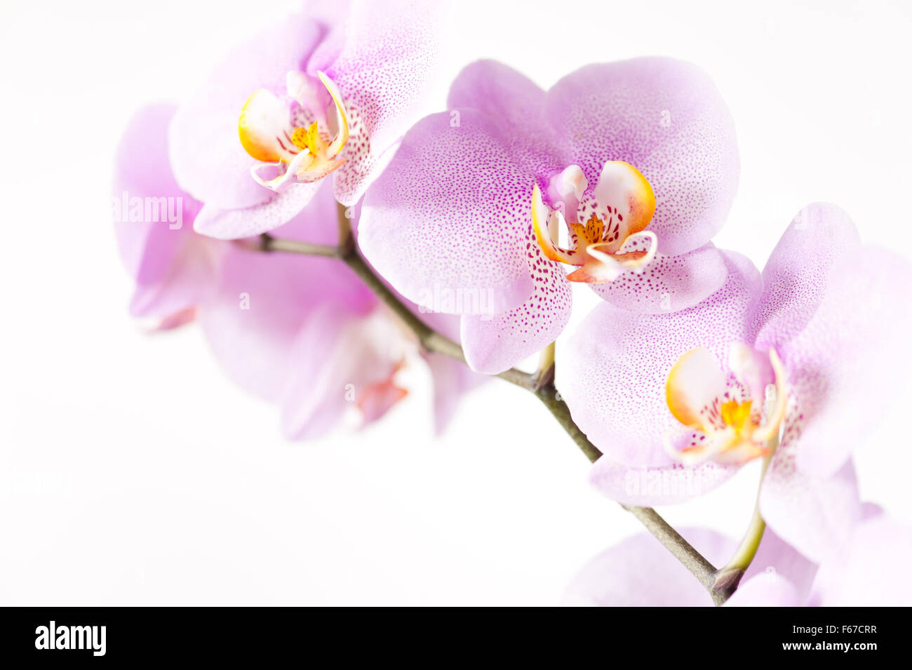 Rosa fleckige Orchidee Blüten, blühen Makro blühende Pflanze Detail in der Orchidaceae Familie, weiße gelbe Blume rosa gesprenkelt Stockfoto
