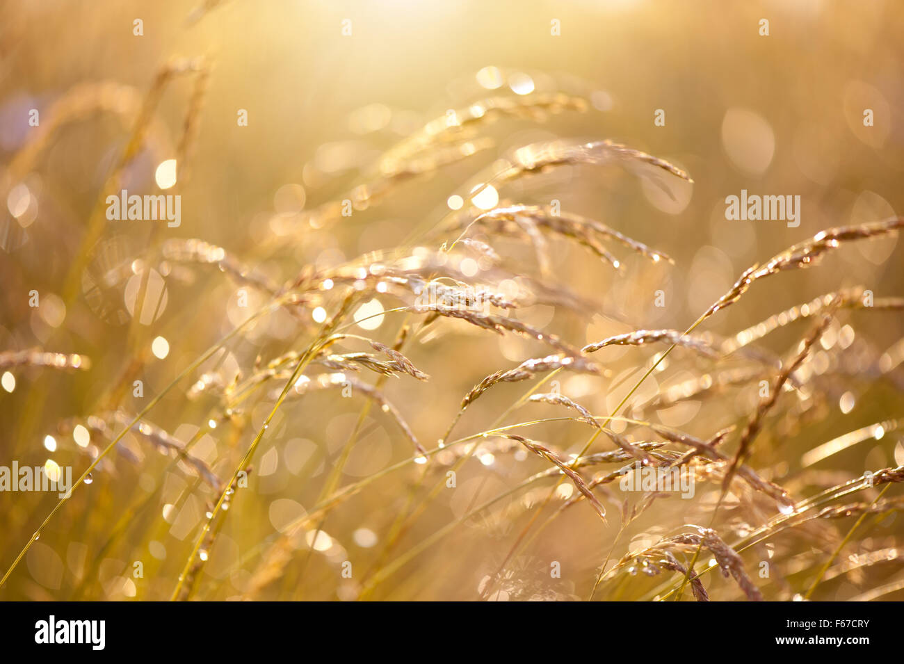 Frische Wiese nach Regen schimmern im Sonnenlicht Makro, Regentropfen, die strahlende Sonne auf den goldenen Pflanzen Closeup, glitzernde gelb Stockfoto