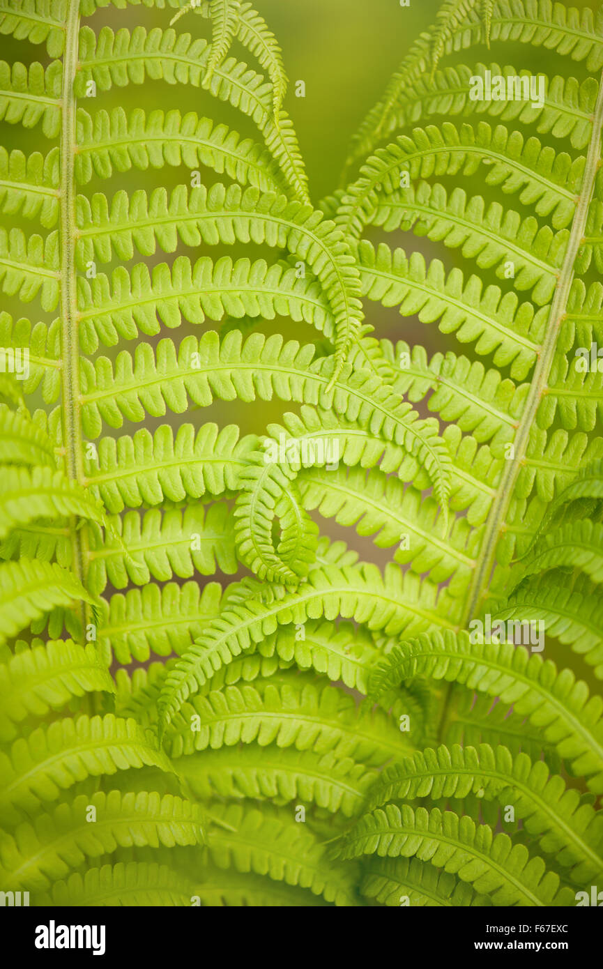 Gekruselte Farn grn Laub, Makro gedeihen abstrakt, Spiral Anlage verlsst  Nahaufnahme Natur Detail, frische grne Pflanzen wachsen im Frhjahr  Stockfotografie - Alamy