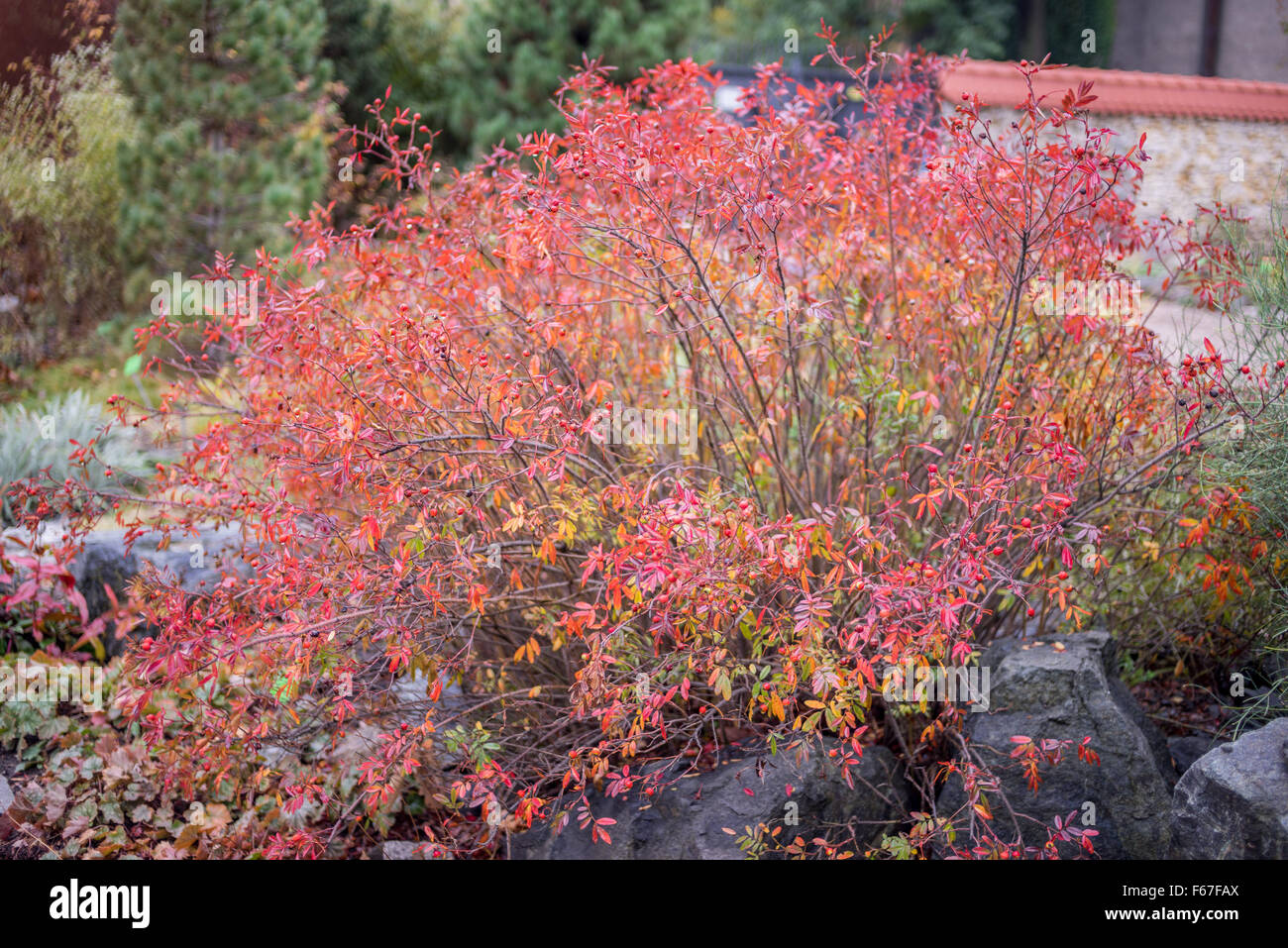 Alpine rose Strauch wurde rot im Herbst beim fallen Rosa pendulina Stockfoto