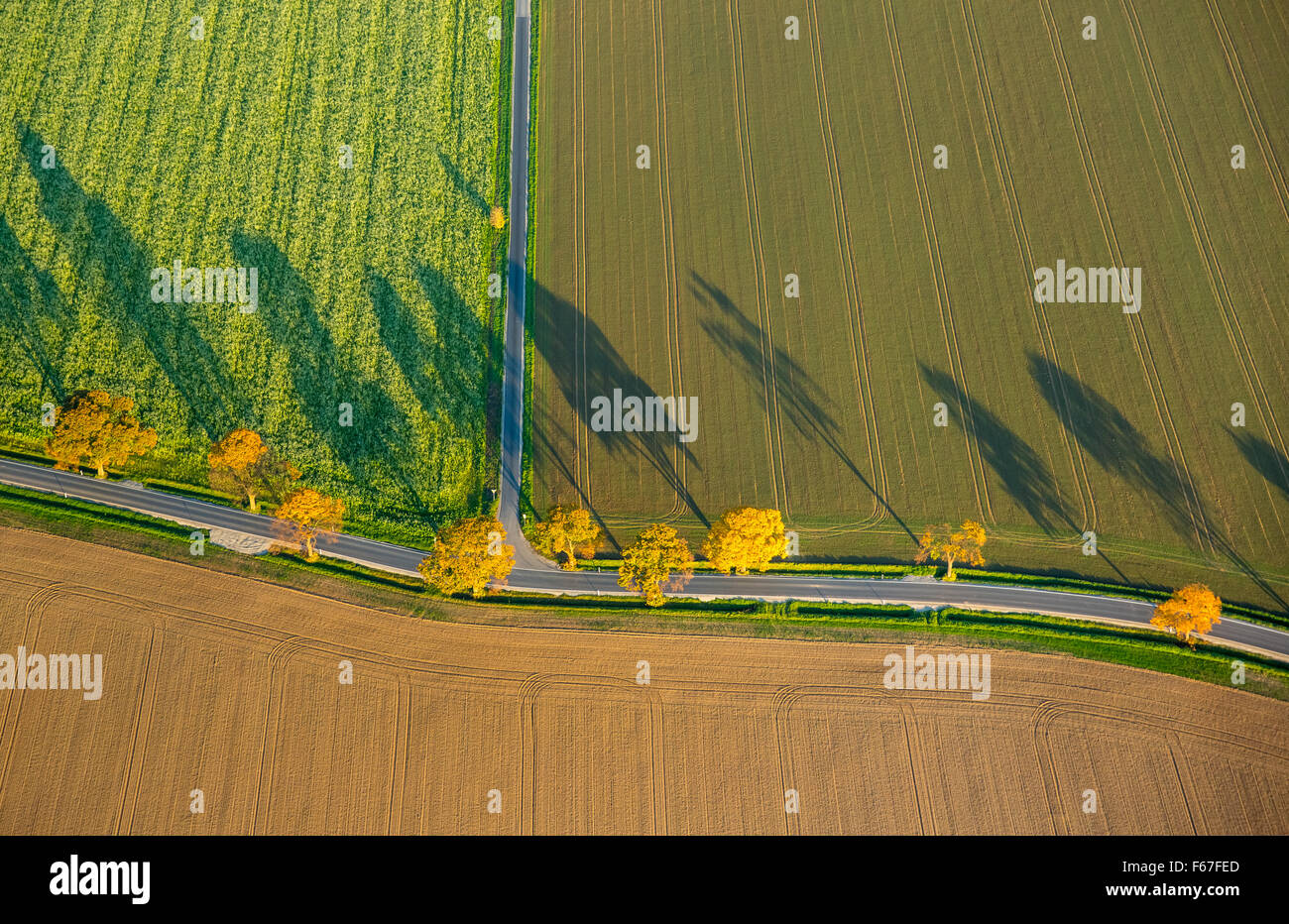 kurvenreiche Allee zwischen Feldern mit Bäumen im Herbst Laub und lange Schatten, glänzende Blätter, Werl, Stockfoto
