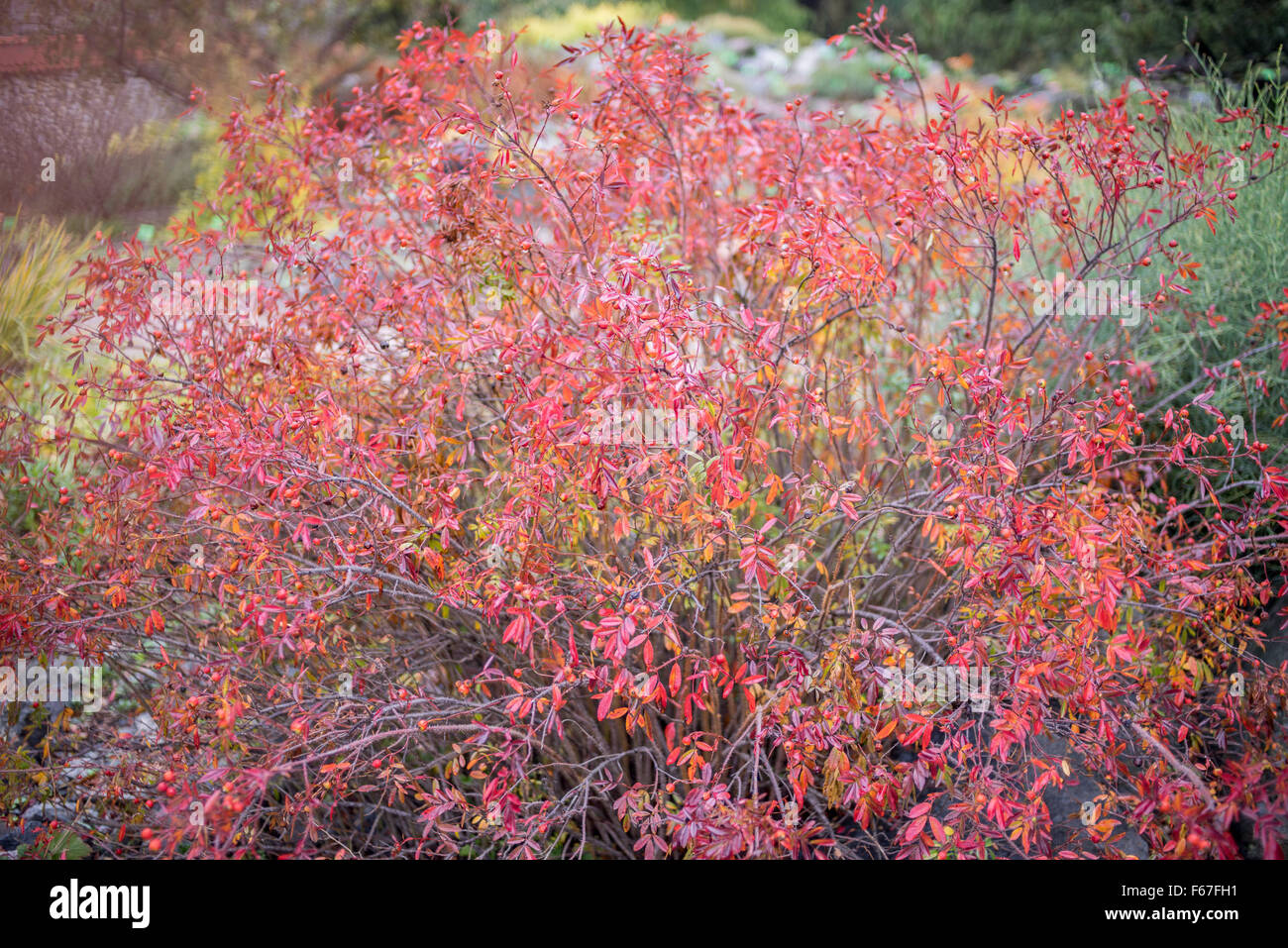 Alpine rose Strauch wurde rot im Herbst beim fallen Rosa pendulina Stockfoto