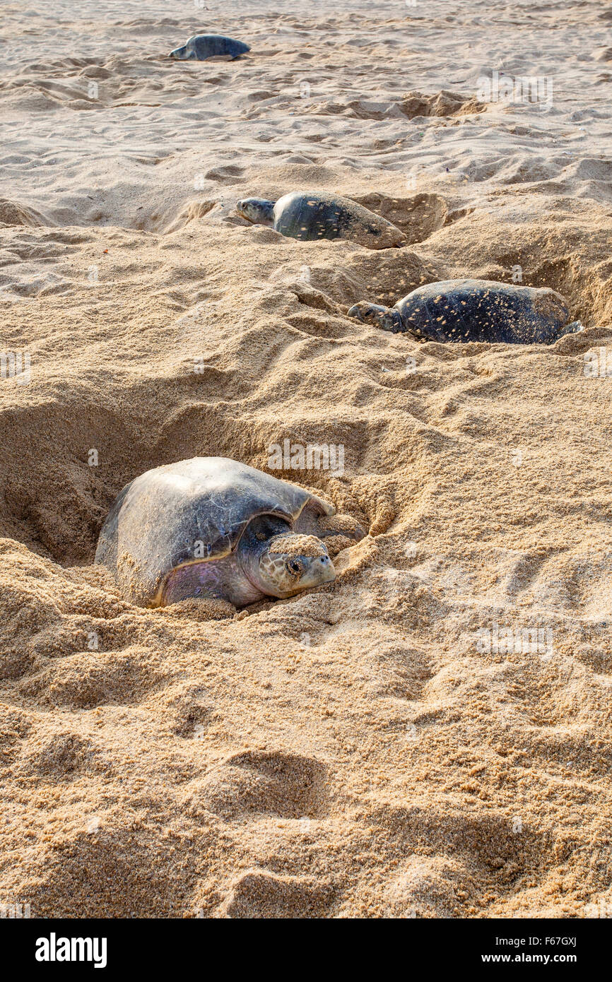 Erwachsenen Olive Ridley Schildkröten graben ihre Nester in den Sand vor der Eiablage am Strand von Ixtapilla, Michoacan, Mexiko. Stockfoto