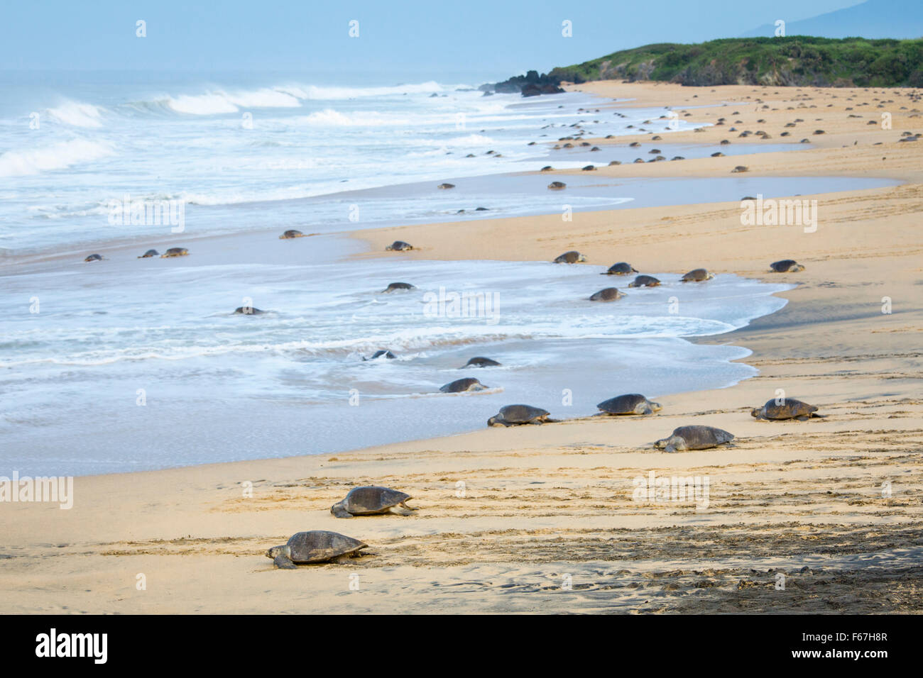 Der kleine Strand von Ixtapilla, Michoacan, Mexiko, füllt sich mit Hunderten von Nist-Oliven-Ridley-Meeresschildkröten, während die Morgendämmerung bricht. Stockfoto