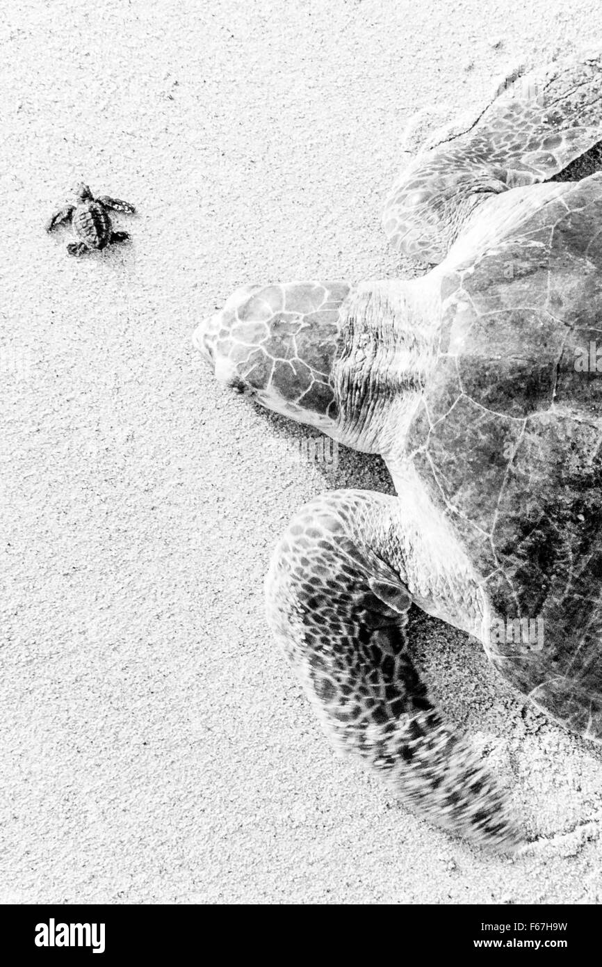Erwachsene und frisch geschlüpften Olive Ridley Schildkröten zusammen am Strand von Ixtapilla, Michoacan, Mexiko. Stockfoto
