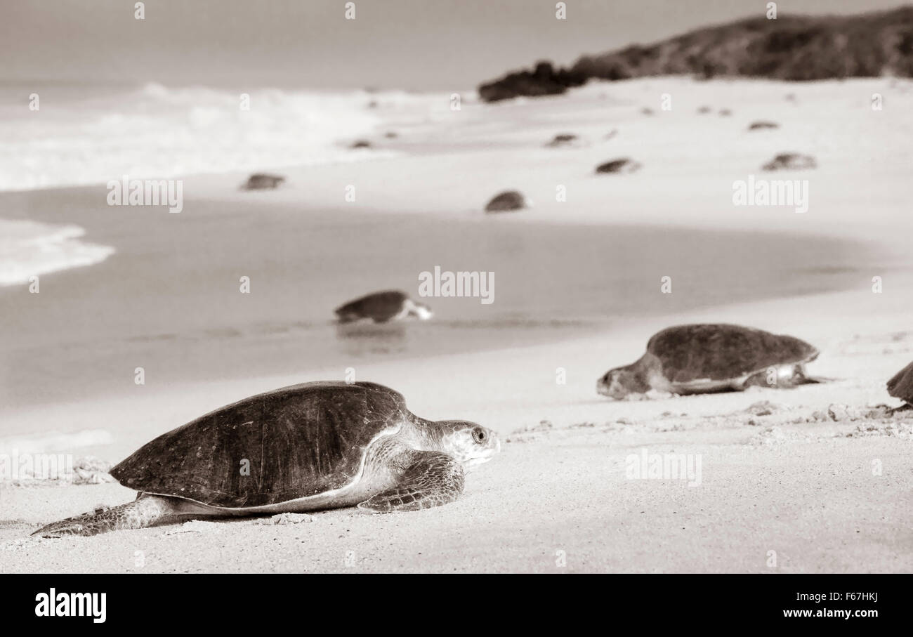 Schwarz und weiß von Erwachsenen Olive Ridley Meeresschildkröten zur Eiablage an den Strand Ixtapilla, Michoacan, Mexiko ankommen. Stockfoto
