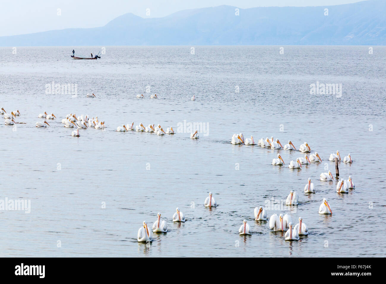 Mehrere große amerikanische Pelikane schwimmen in Bildung am Lake Chapala, Mexiko. Stockfoto