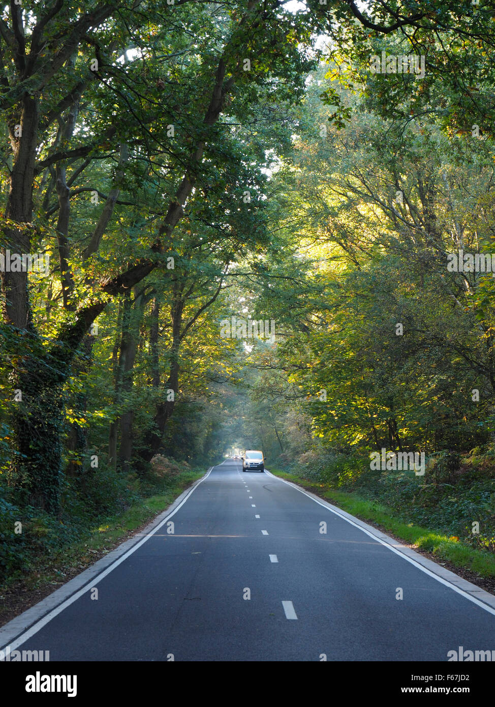 Großbritannien, England, Surrey, Allee von Bäumen Stockfoto