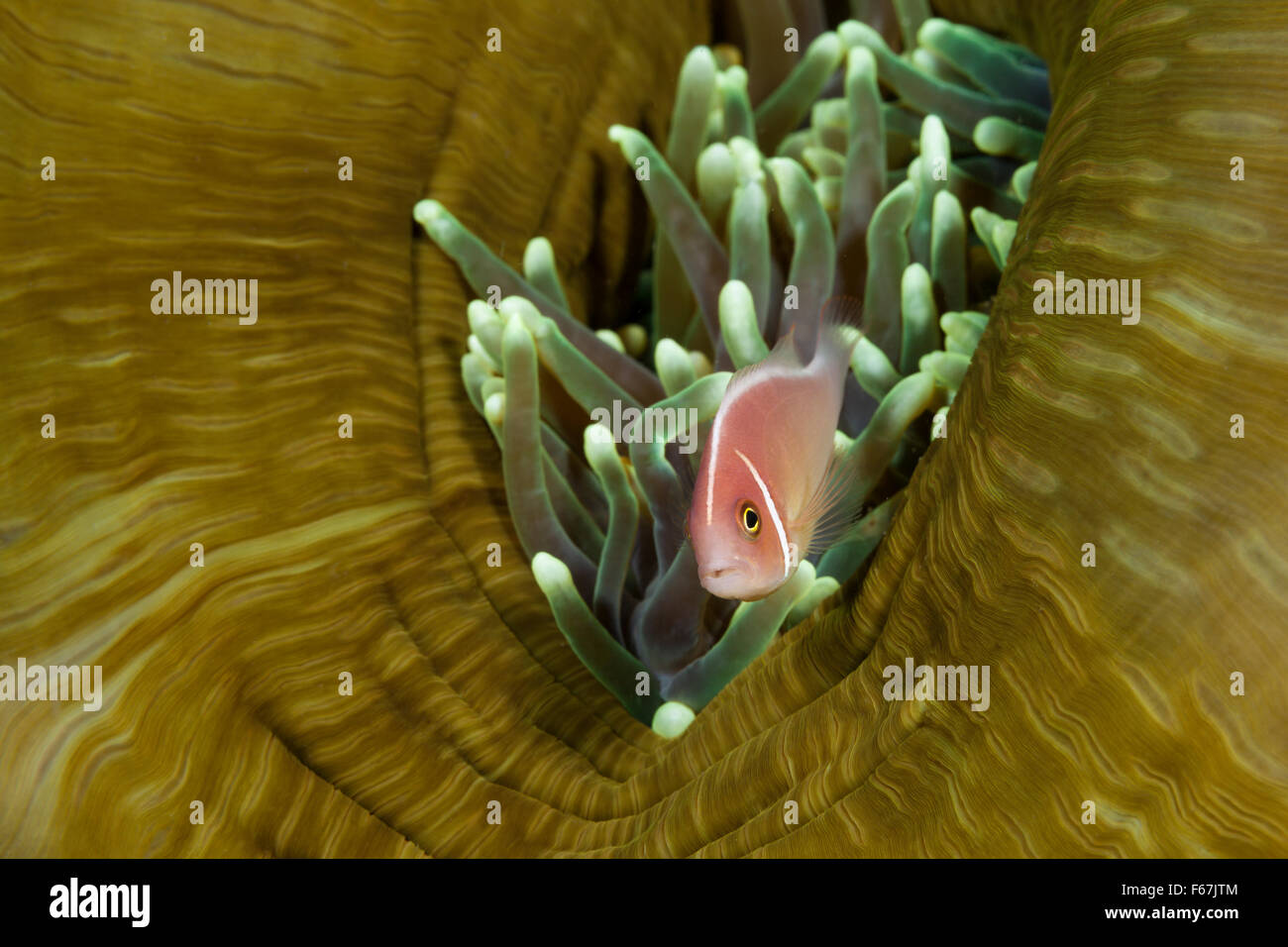 Rosa Anemonenfischen Amphiprion Perideraion, Komodo National Park, Indonesien Stockfoto