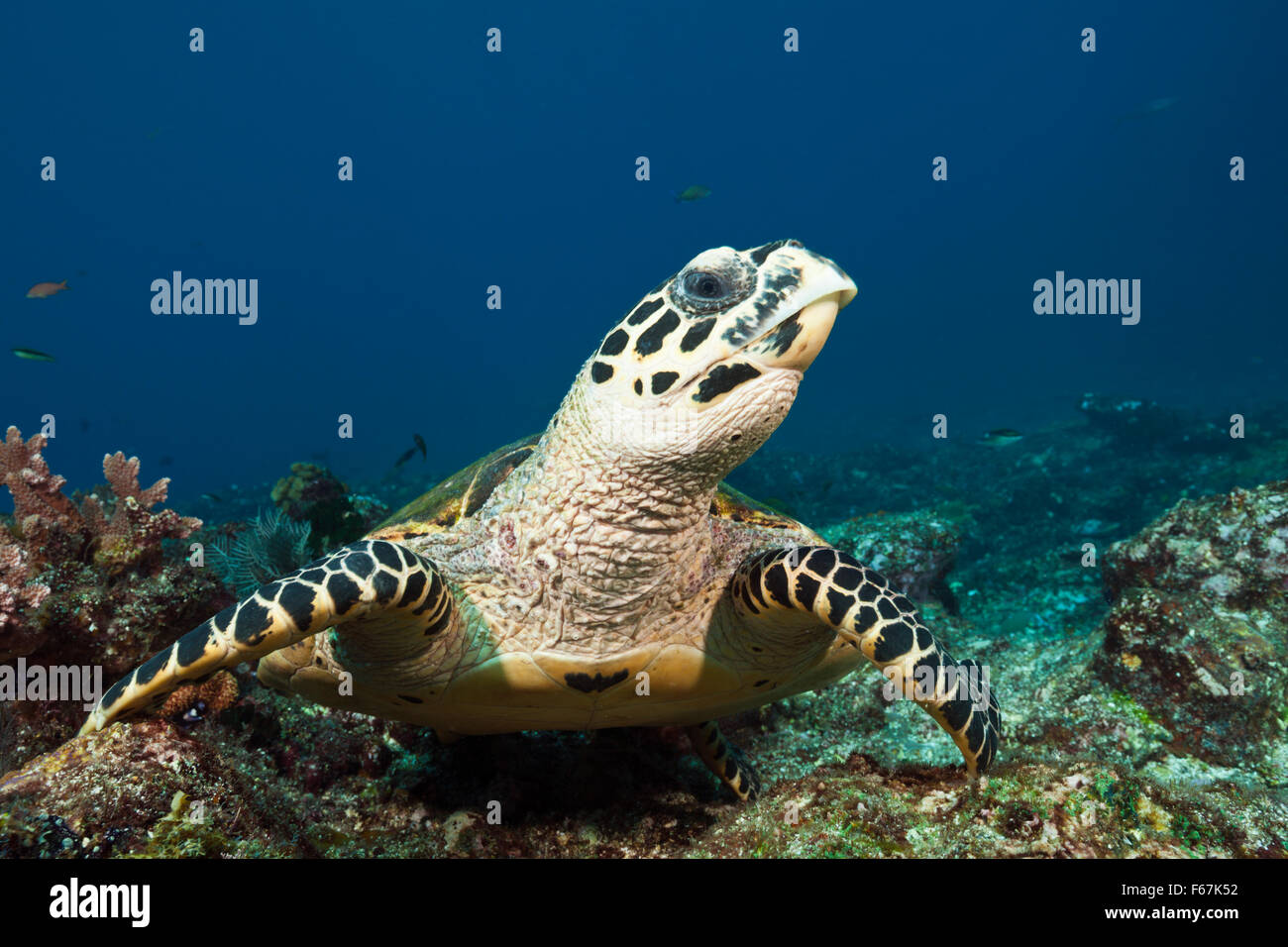 Echte Karettschildkröte, Eretmochelys Imbricata, Komodo National Park, Indonesien Stockfoto