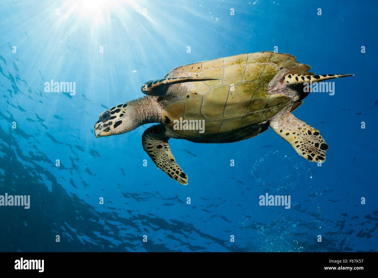 Echte Karettschildkröte, Eretmochelys Imbricata, Komodo National Park, Indonesien Stockfoto