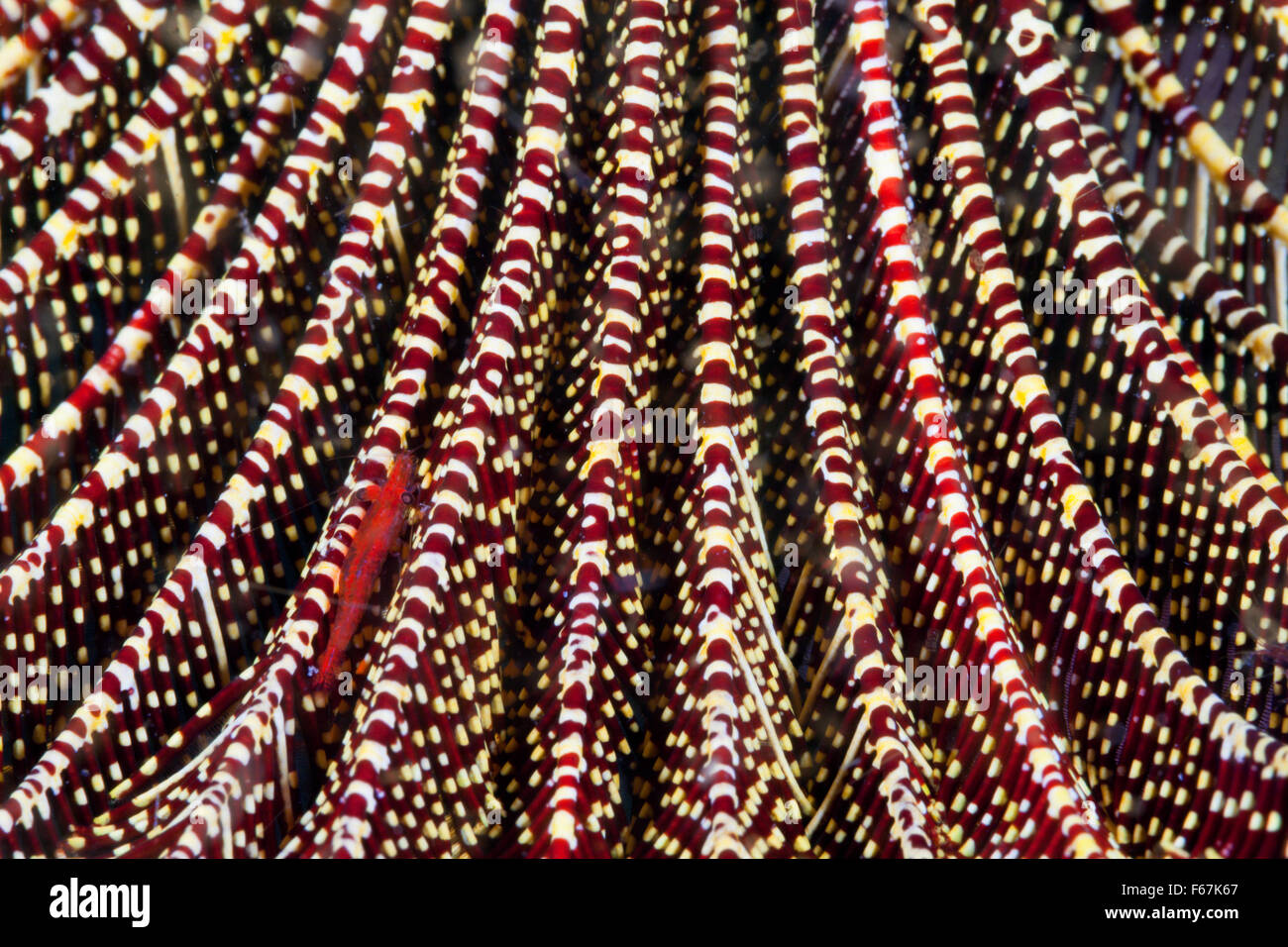 Red Crinoid Garnelen in Feather Star, Periclimenes Amboinensis, Komodo National Park, Indonesien Stockfoto