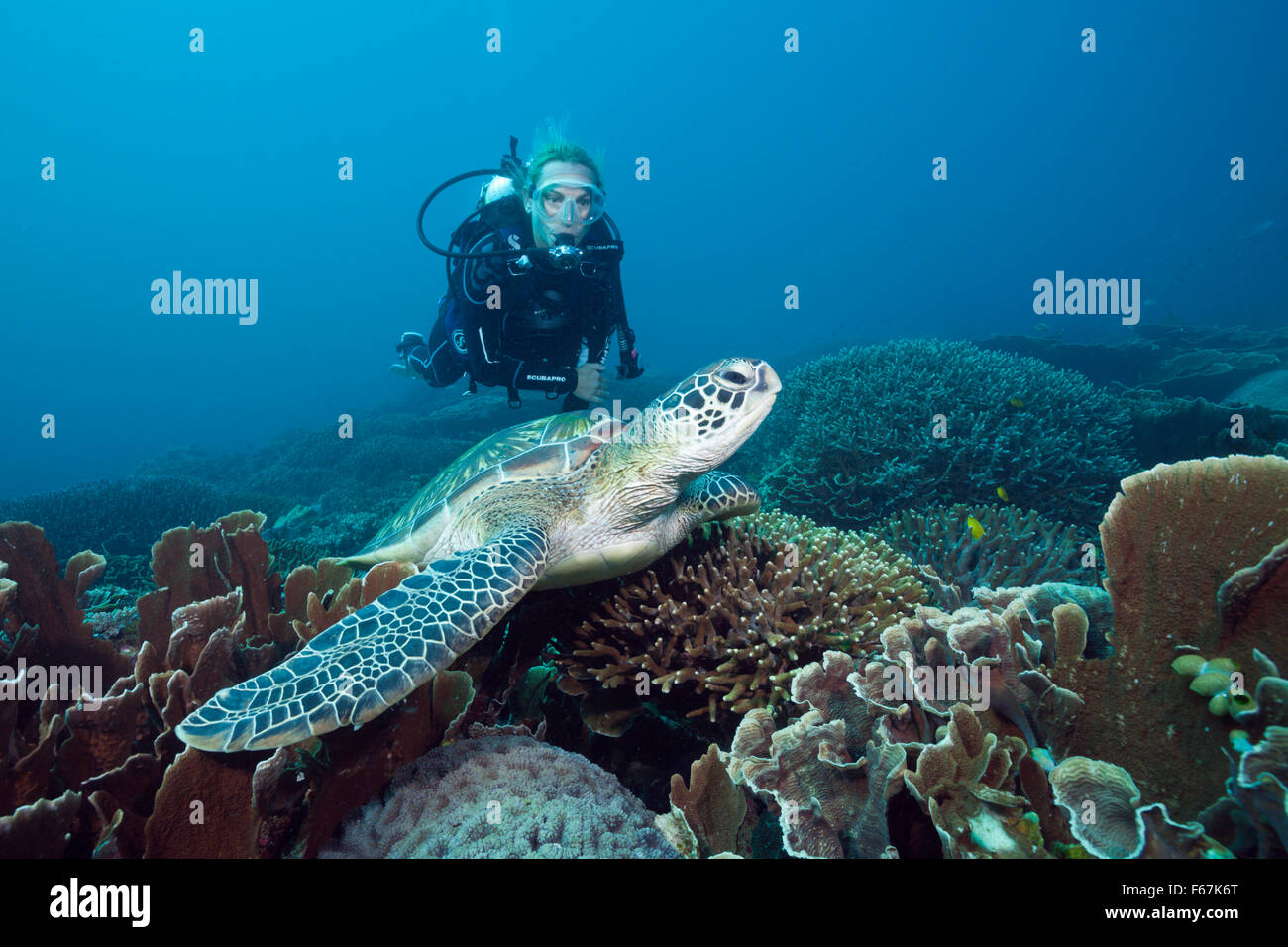 Green Sea Turtle und Scuba Diver, Chelonia Mydas, Komodo National Park, Indonesien Stockfoto