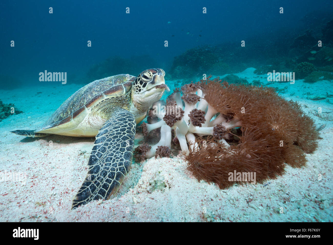 Green Sea Turtle, Chelonia Mydas, Komodo National Park, Indonesien Stockfoto