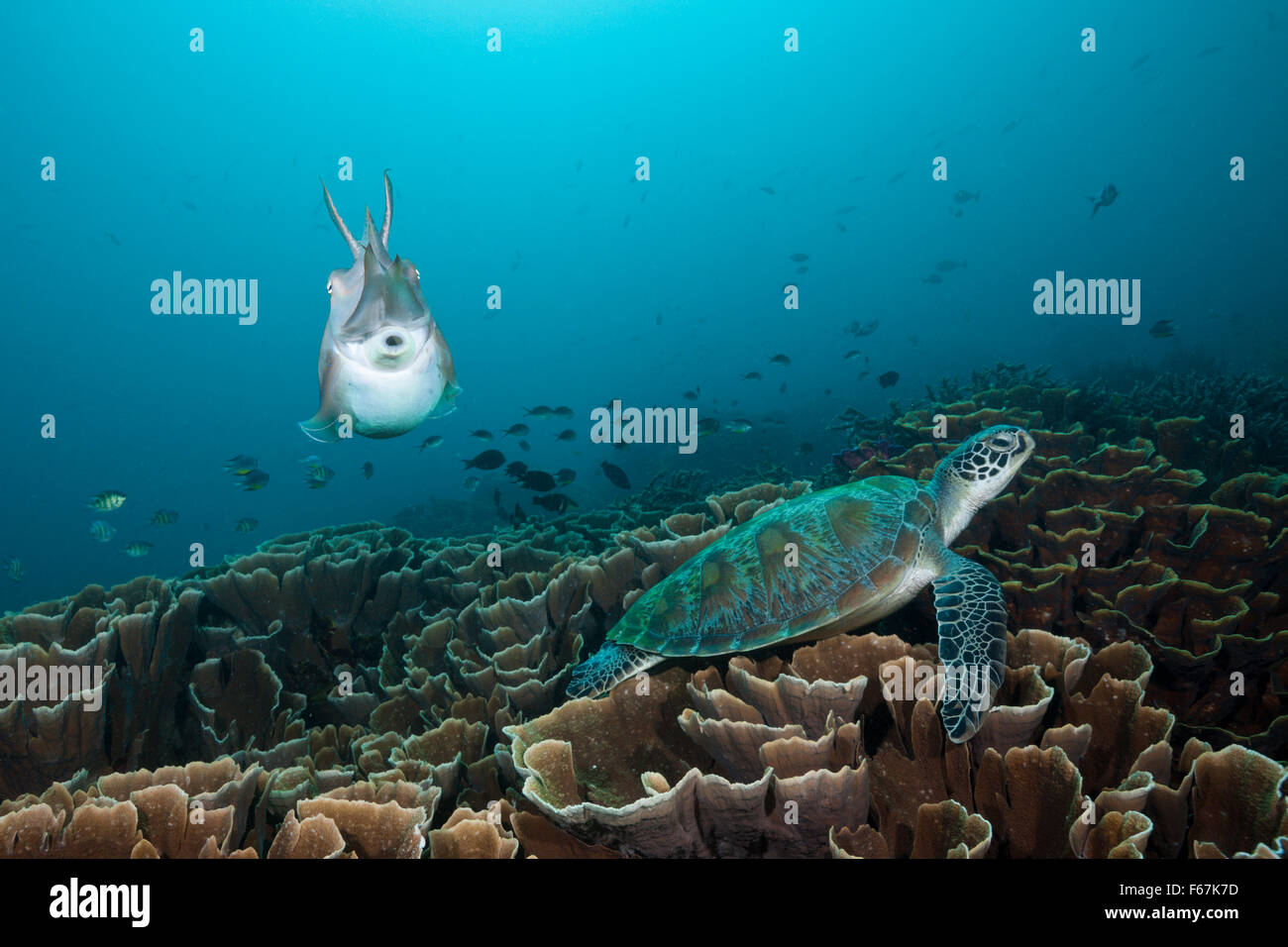Broadclub Tintenfisch und grünen Meeresschildkröte, Sepia finden, Komodo National Park, Indonesien Stockfoto