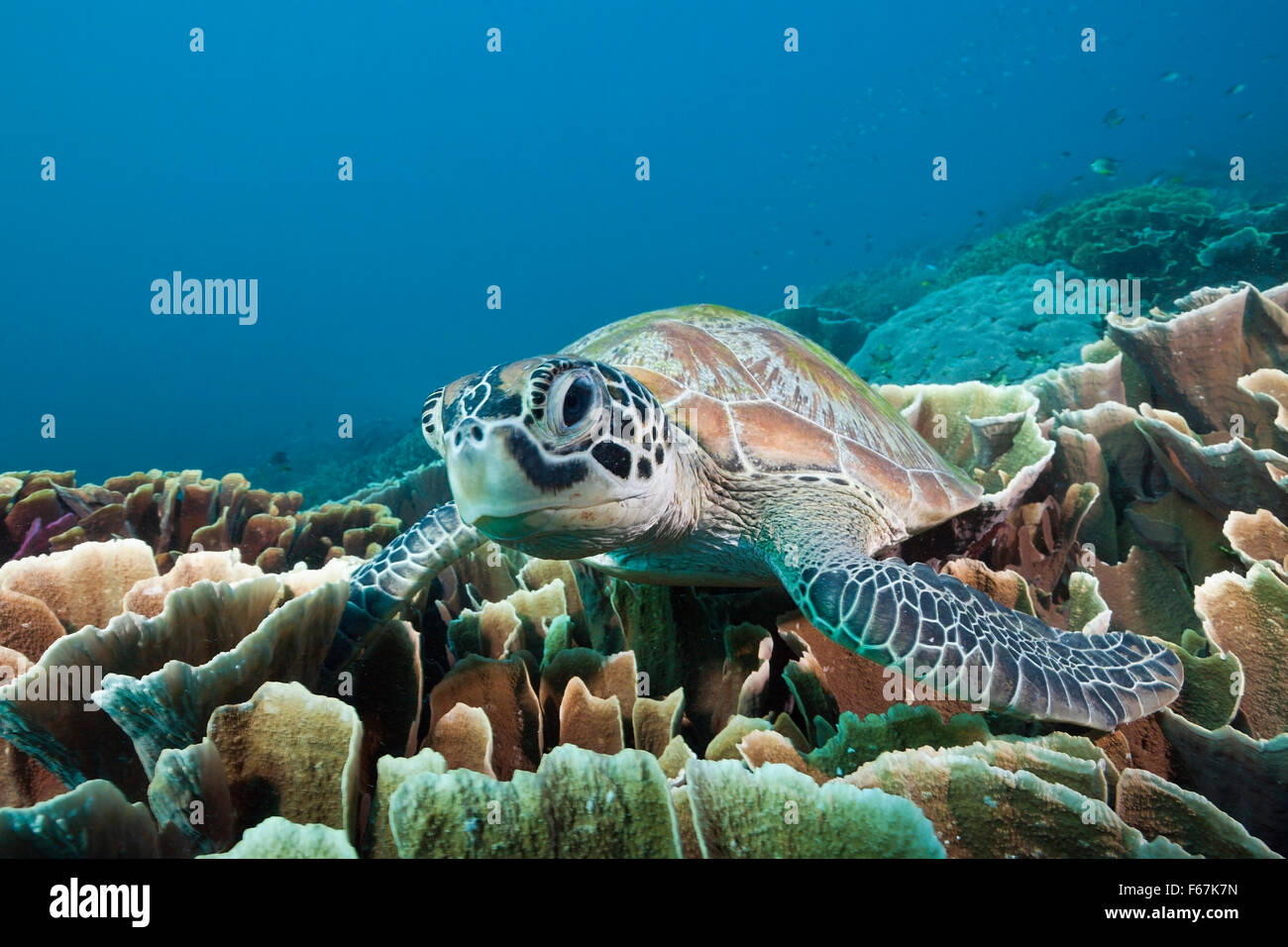 Green Sea Turtle, Chelonia Mydas, Komodo National Park, Indonesien Stockfoto