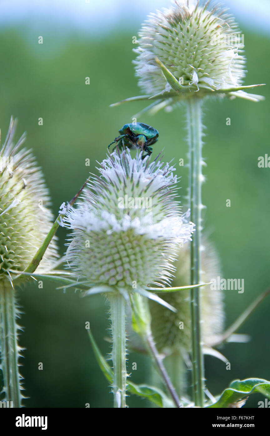 Käfer auf Distel Stockfoto