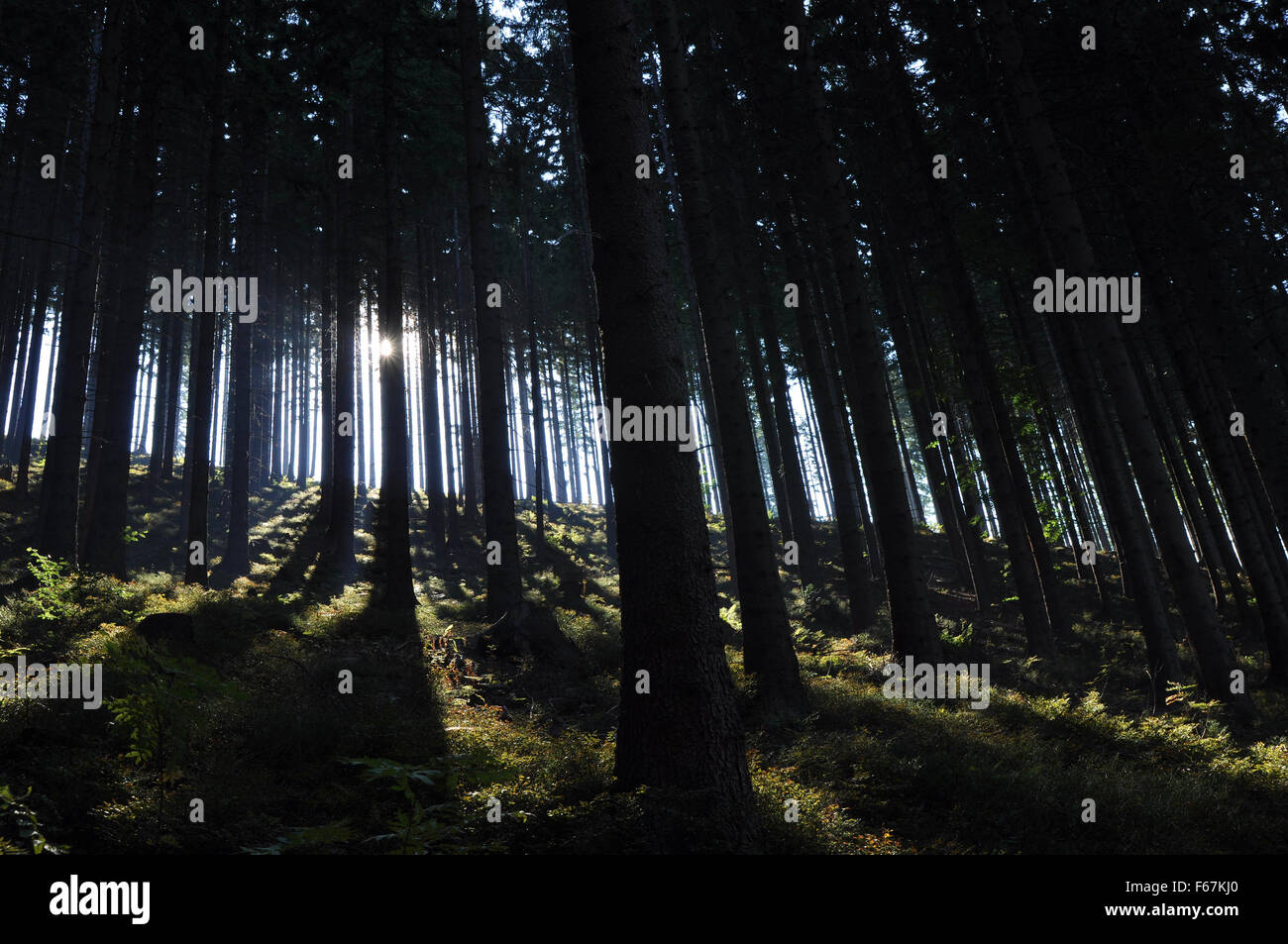Sonne hinter dunklen Bäume im Wald Stockfoto