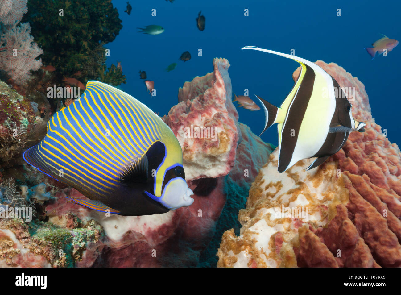 Kaiser Angelfish im Korallenriff, Pomacanthus Imperator, Komodo National Park, Indonesien Stockfoto