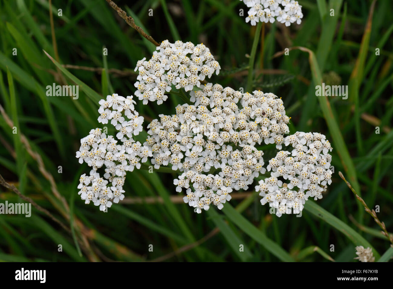 Weiße Blume der Schafgarbe, Achillea Millefolium, im Grünland, Berkshire, August Stockfoto
