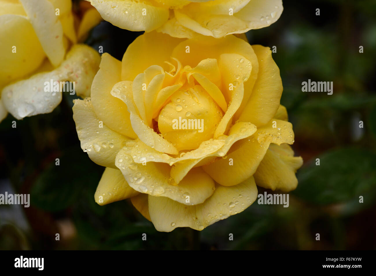 Gelbe standard Rosenblüte "ArthurBell" duftend mit Regen fällt auf den Blütenblättern, Berkshire, August Stockfoto