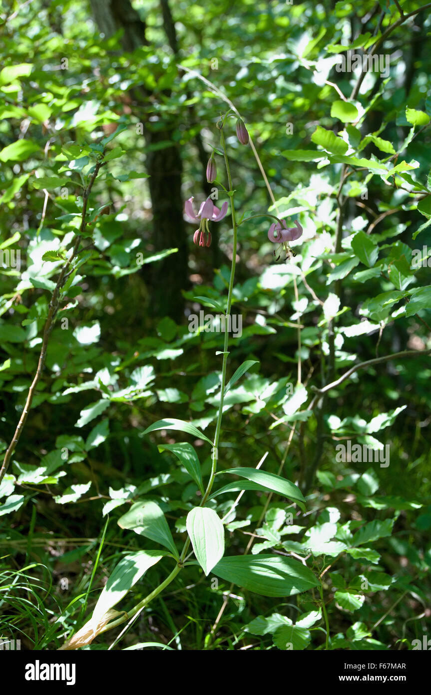 Martagon-Lilie-Pflanze in voller Blüte Stockfoto