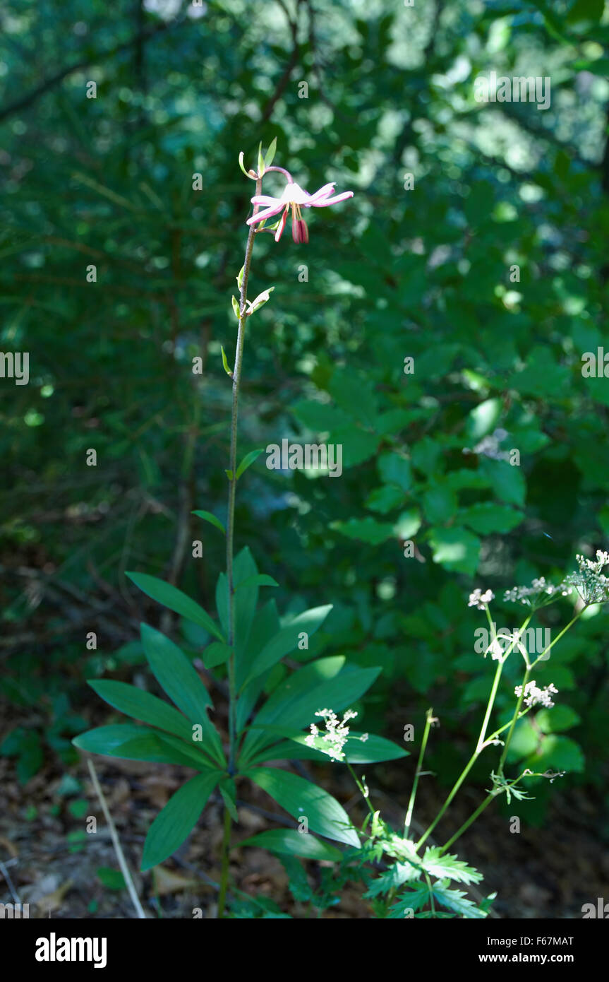 Martagon-Lilie-Pflanze in voller Blüte Stockfoto